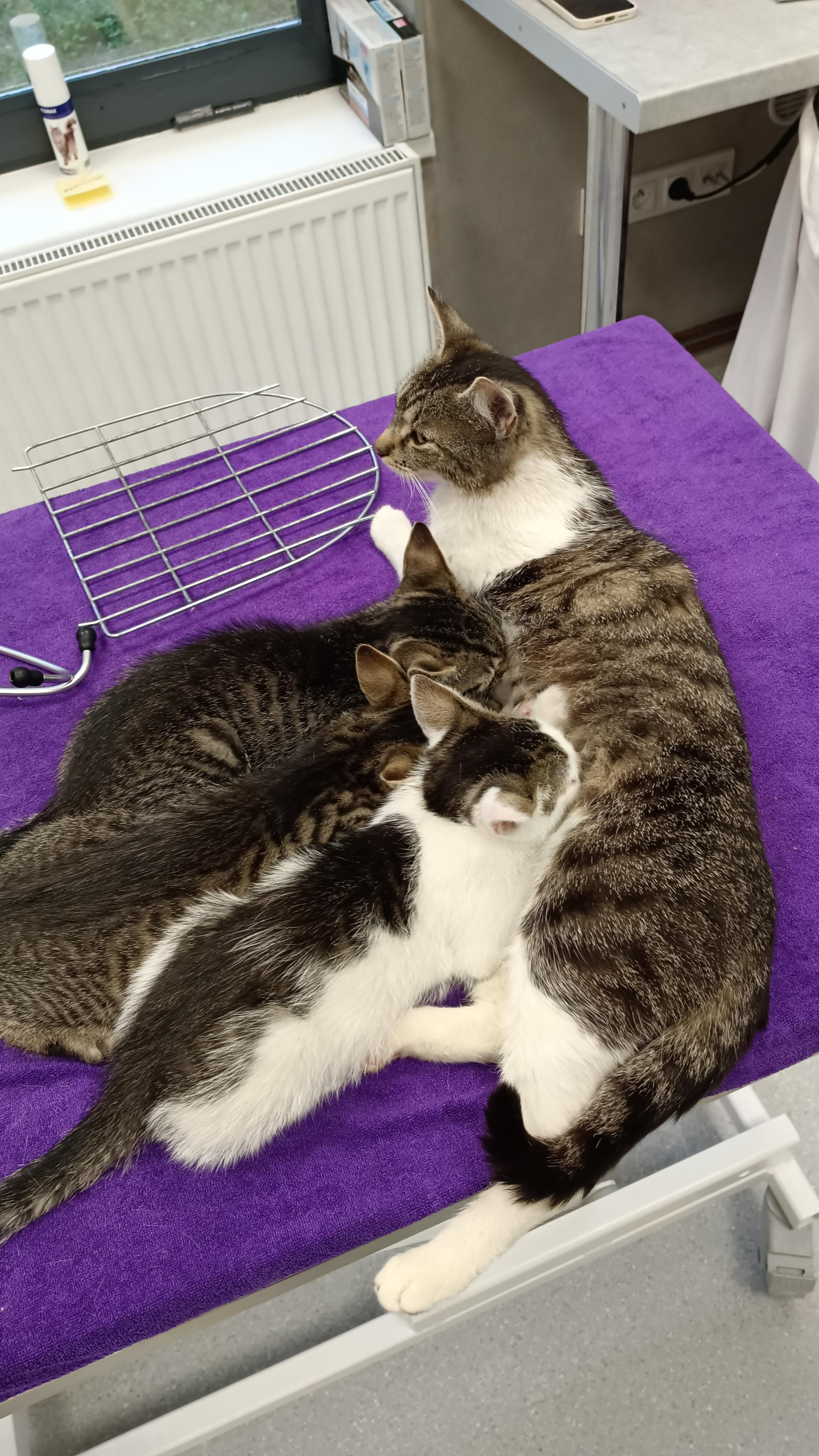 DIAMONA CLINIC - Veterinární ordinace foto 2