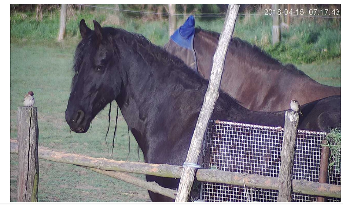 Stáj Cavalier foto 3