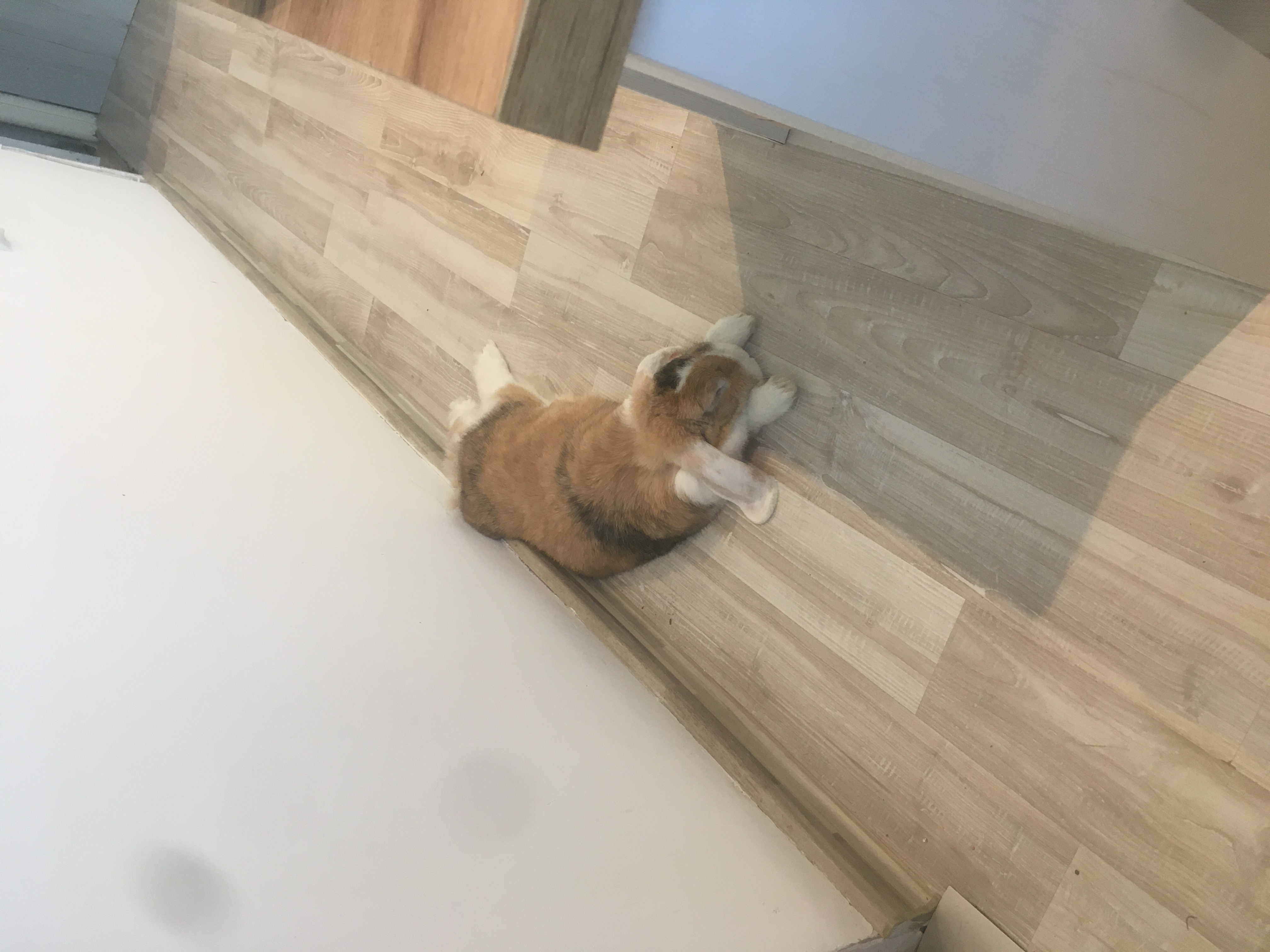 Veterinární klinika MVDr. Vítězslav Raška a kolektiv foto 3