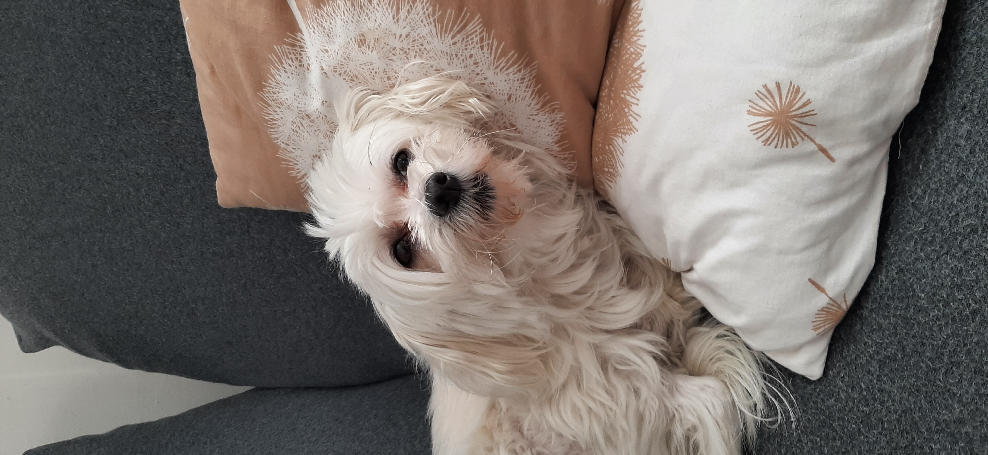 Veterinární ordinace MVDr. Dominik Gregořík foto 2