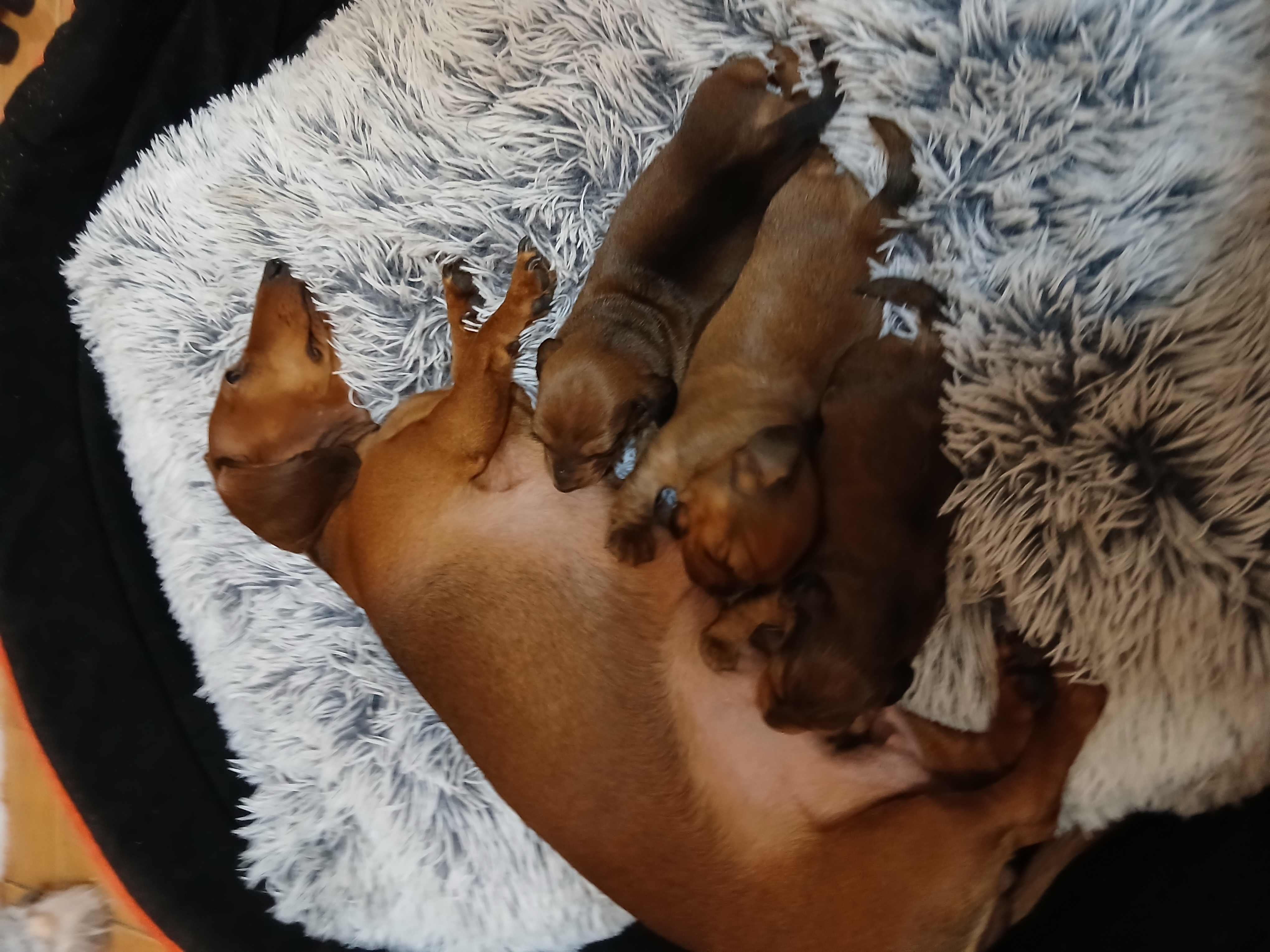 Veterinární klinika JHvet foto 2