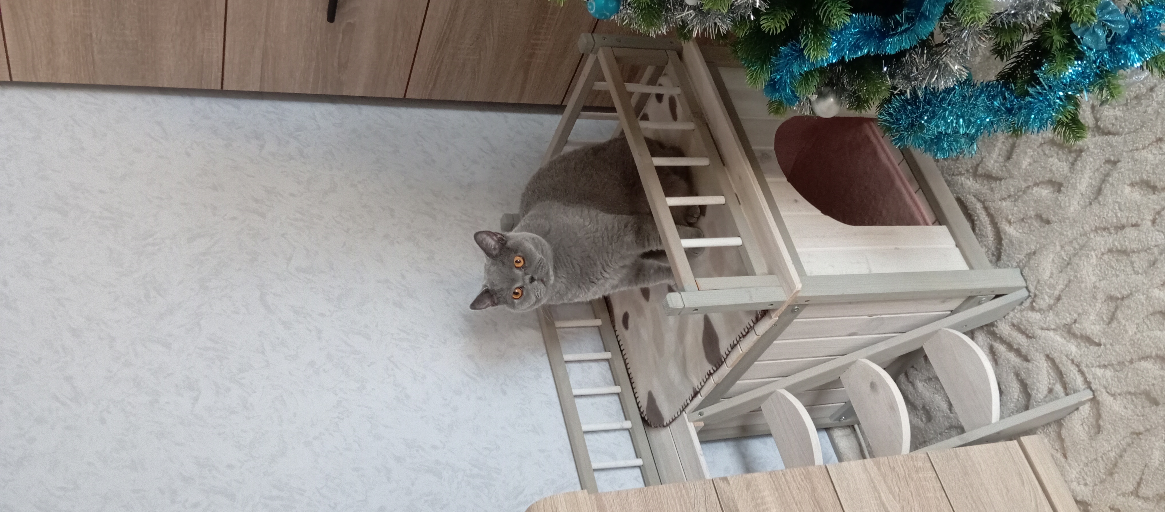 Veterinární klinika Nisa foto 6