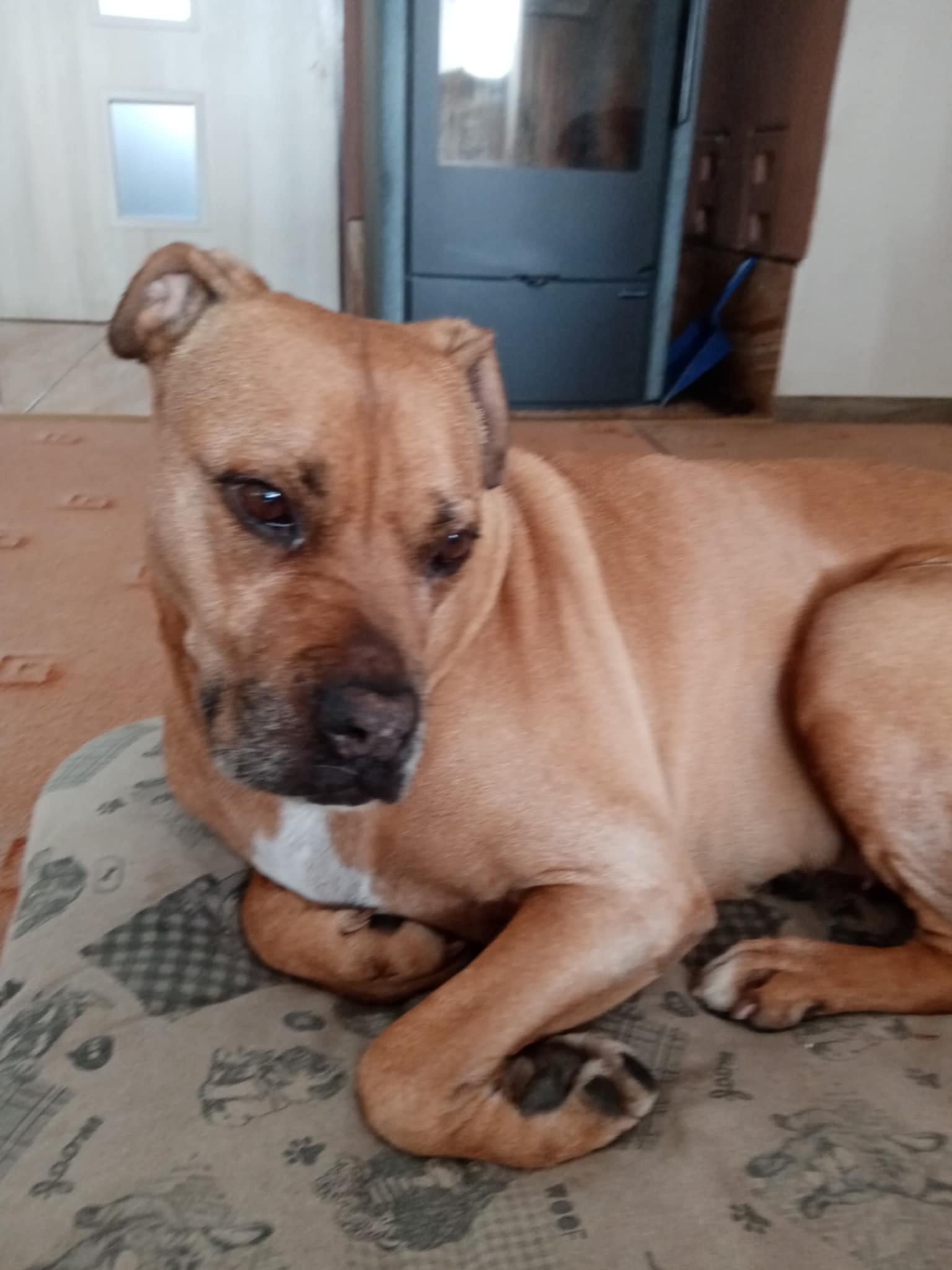 Zvířecí ordinace MVDr. Michaela Hlávková foto 2