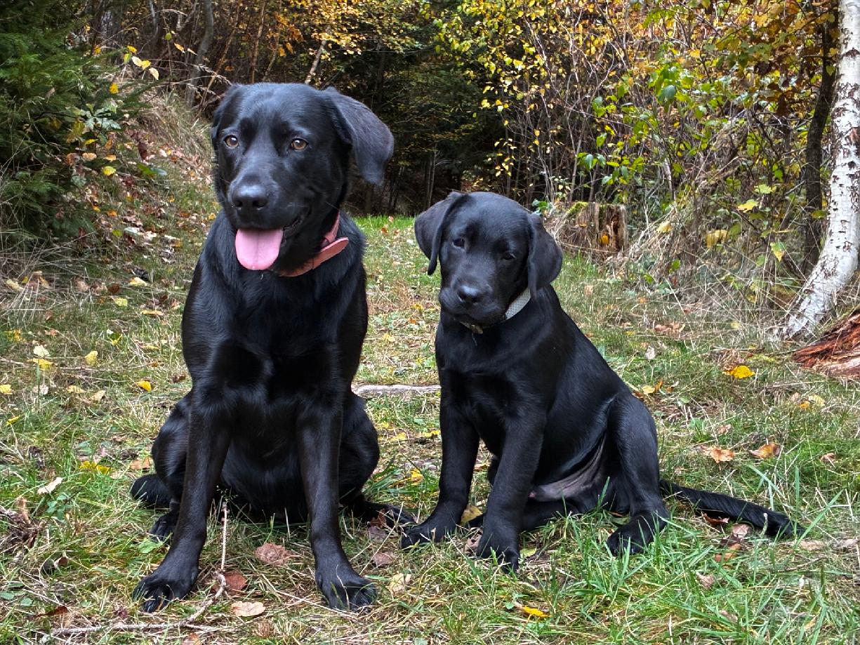 Horská veterinární klinika foto 6
