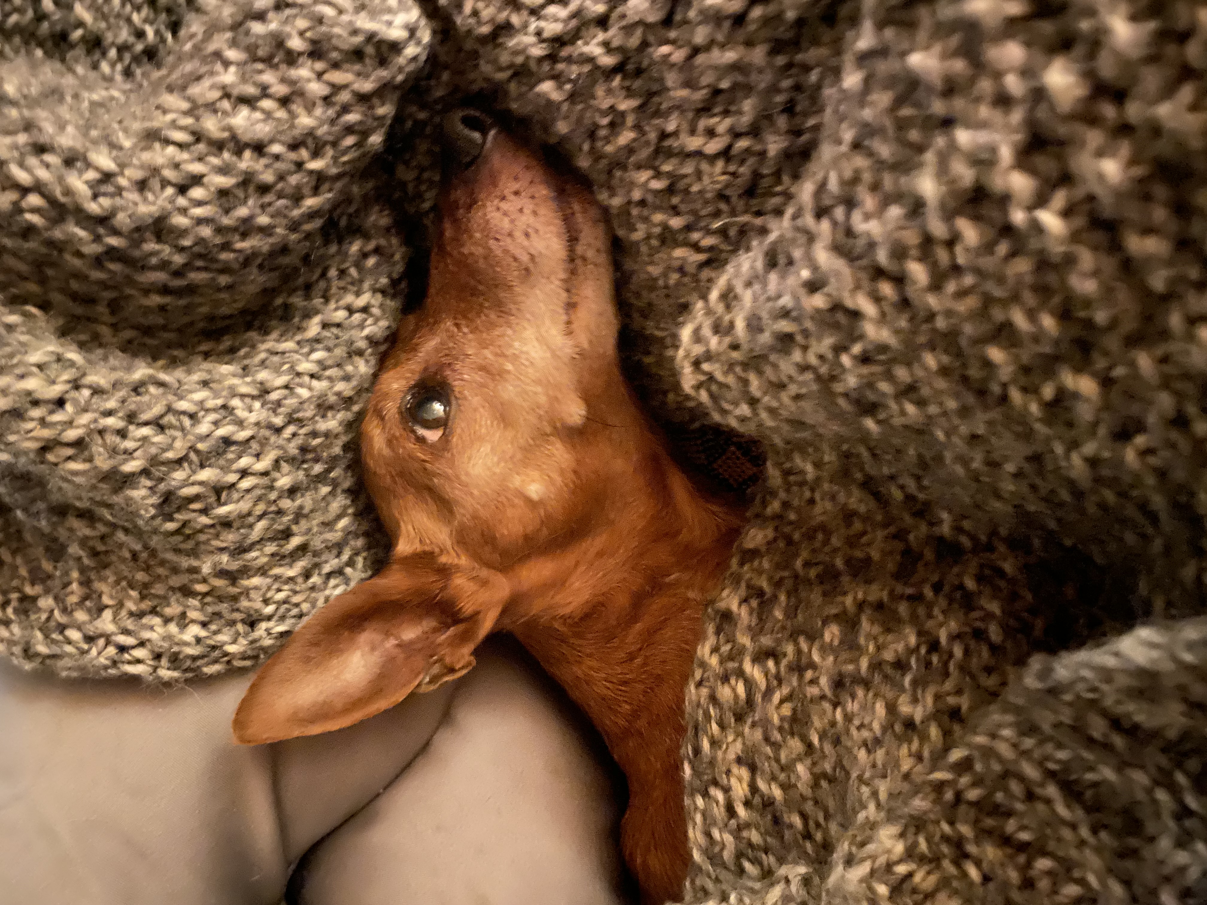 Veterinární ordinace pro malá zvířata foto 1