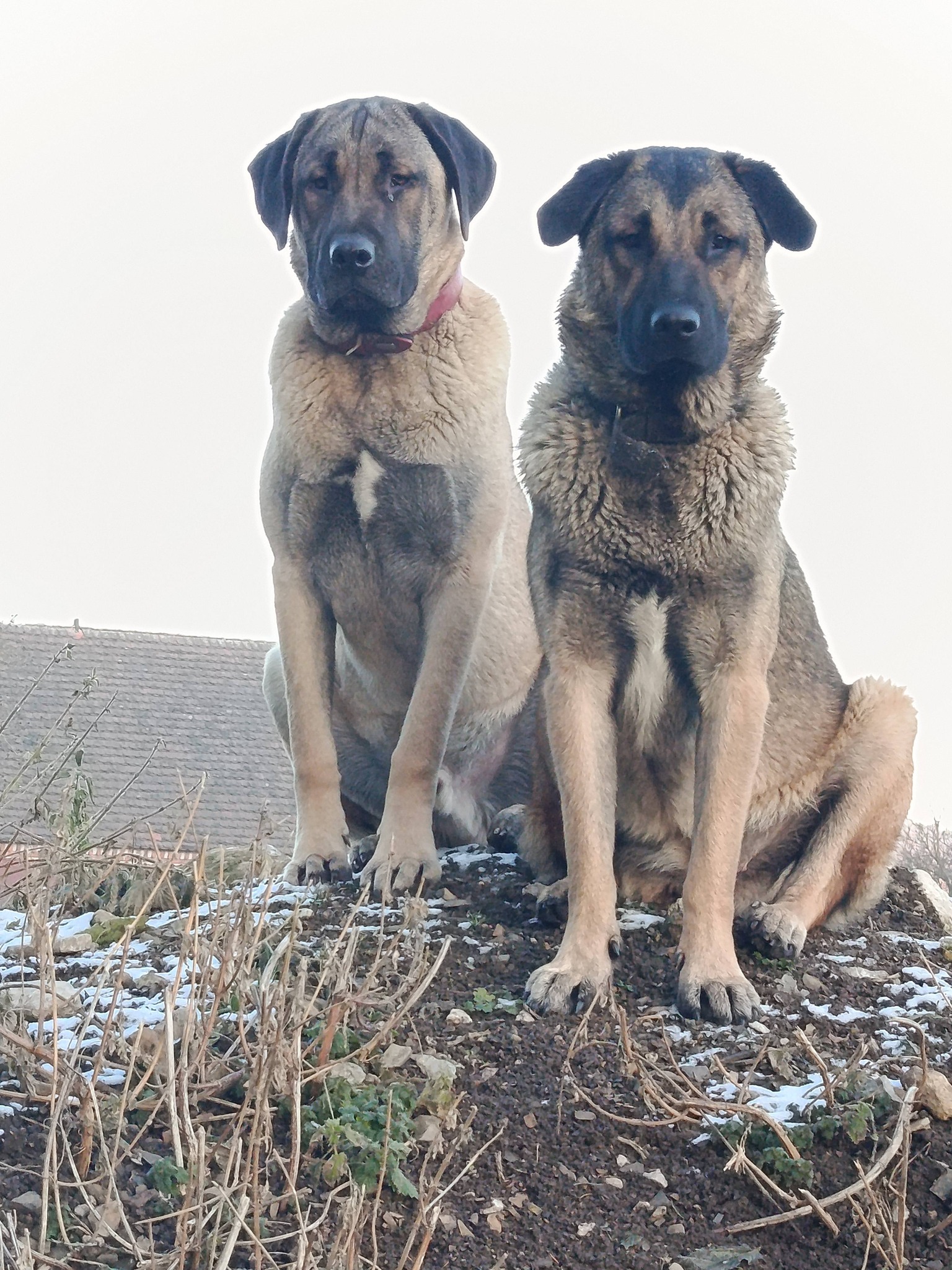 Srdečné Tlapky z.s. foto 2
