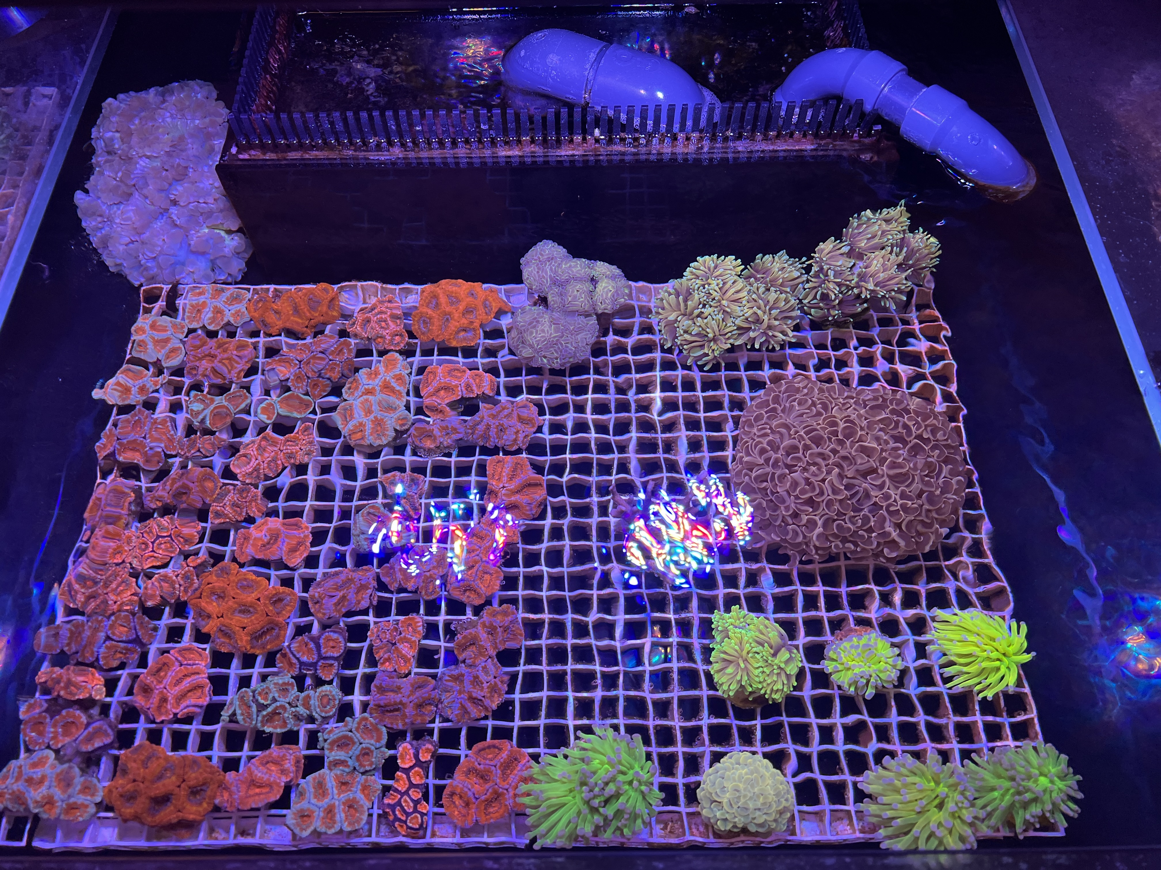 Morskeakvarium.cz foto 6