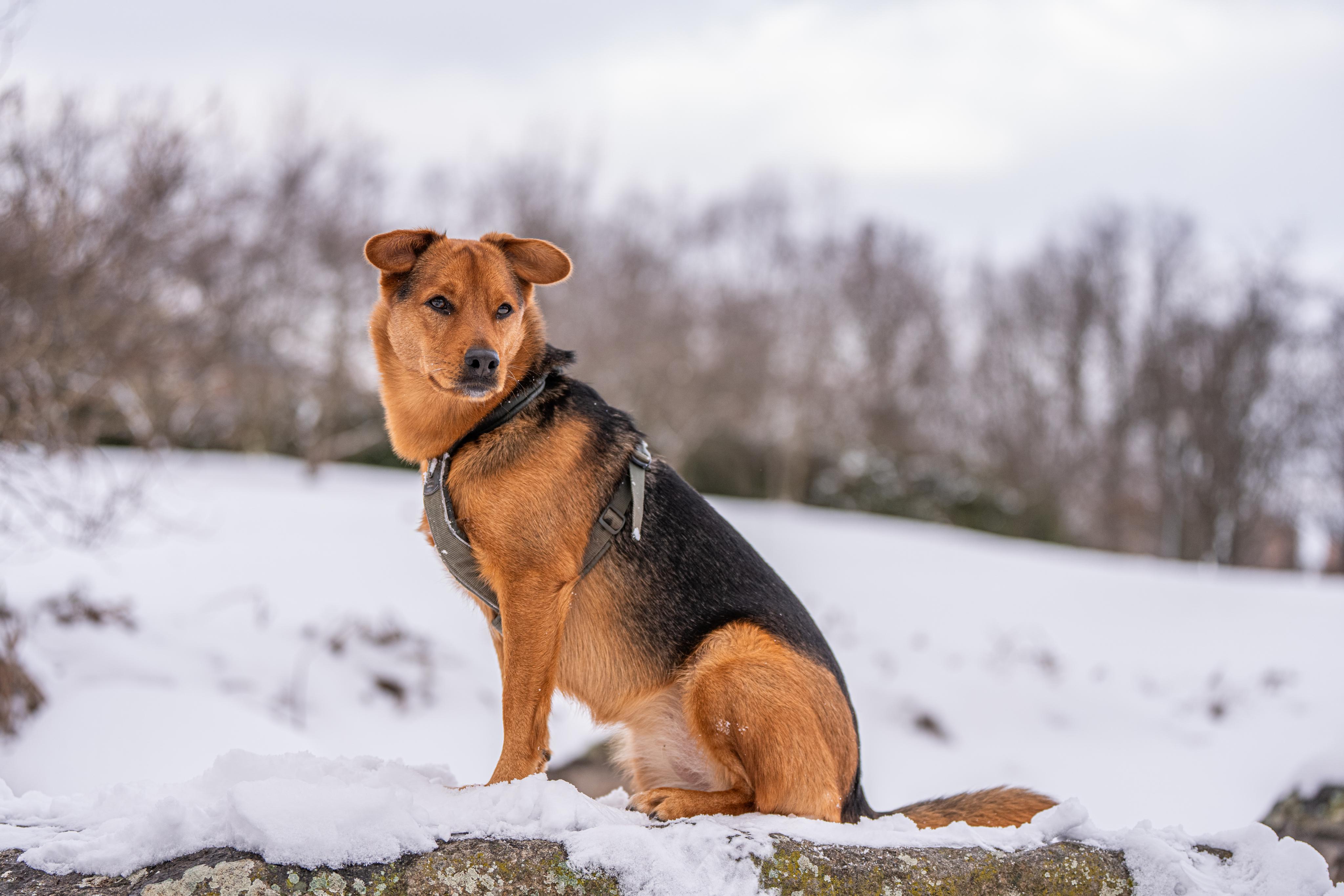 Trenér psů - Adam Holeksa foto 3