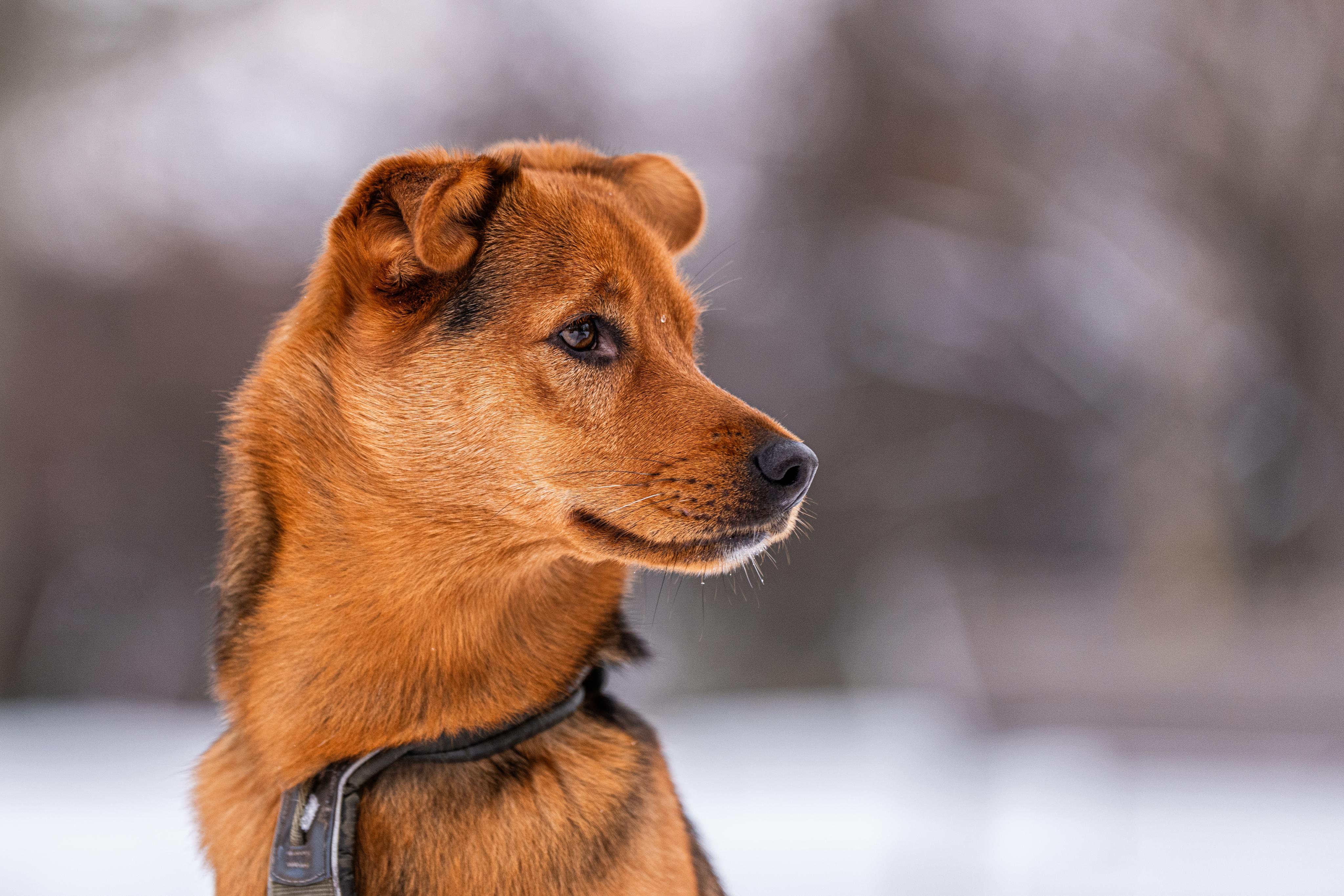 Trenér psů - Adam Holeksa foto 2