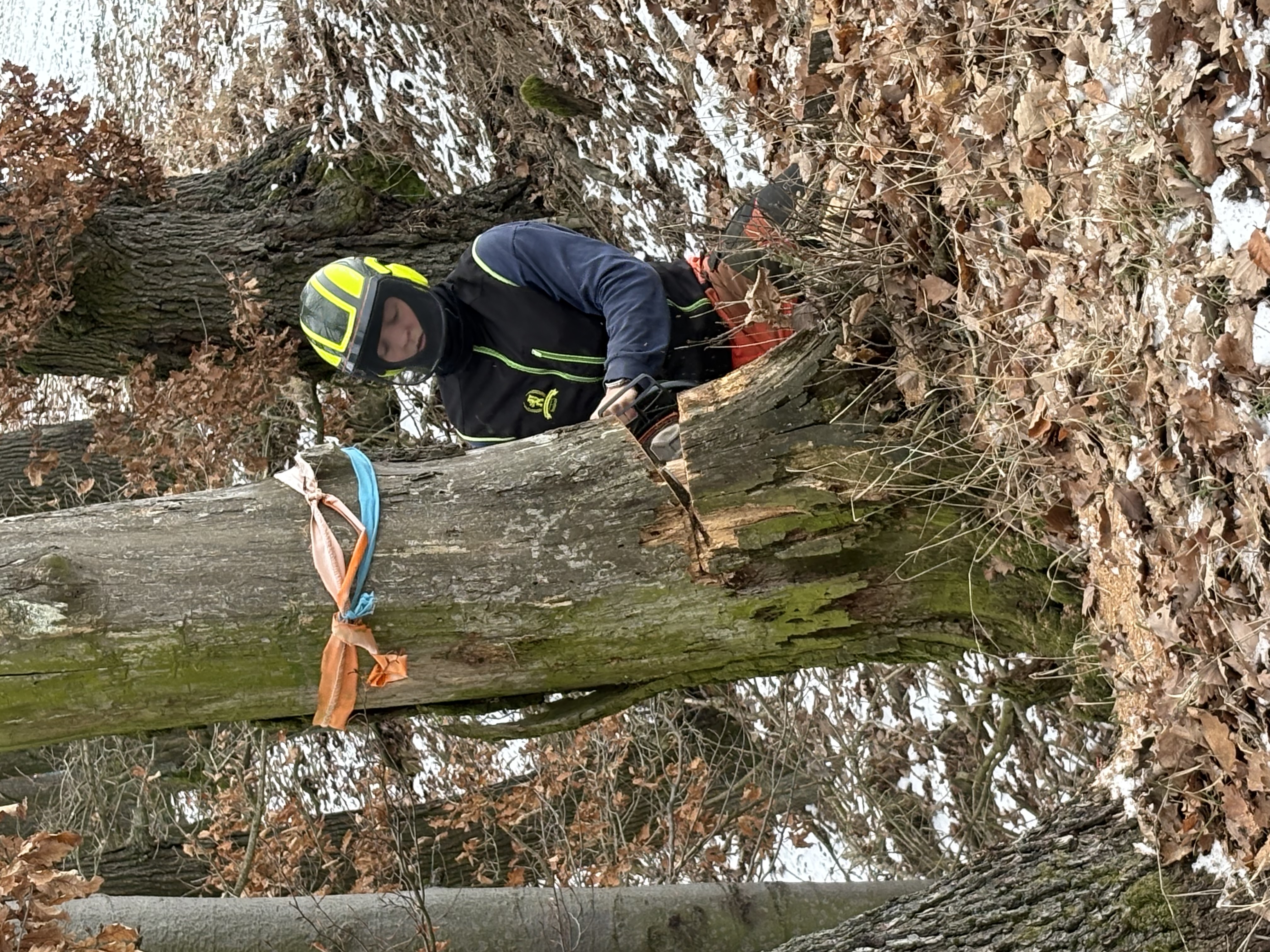Lesní a zahradnické práce Lapuník foto 3