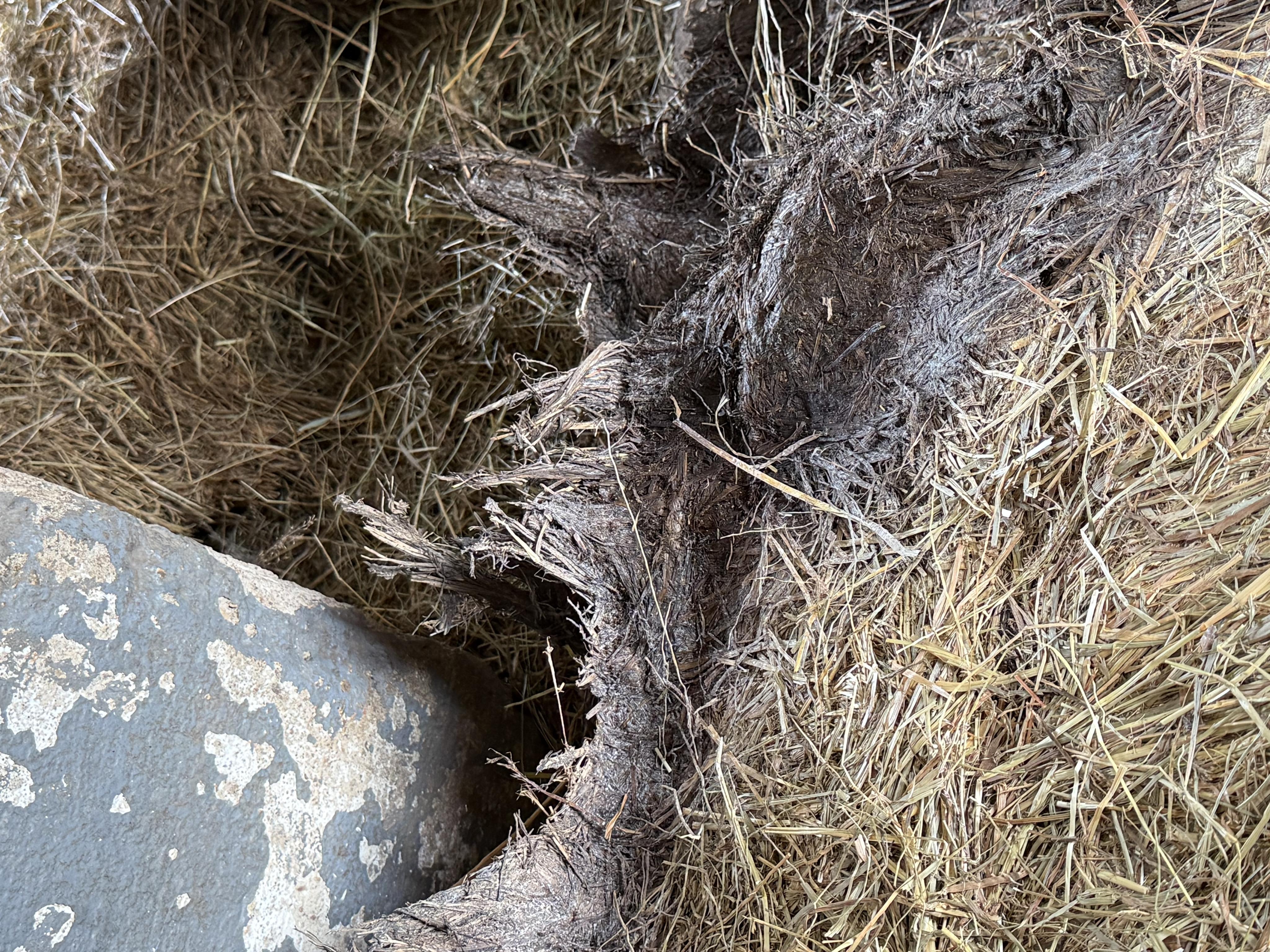 Střední škola chovu koní a jezdectví Kladruby nad Labem foto 1