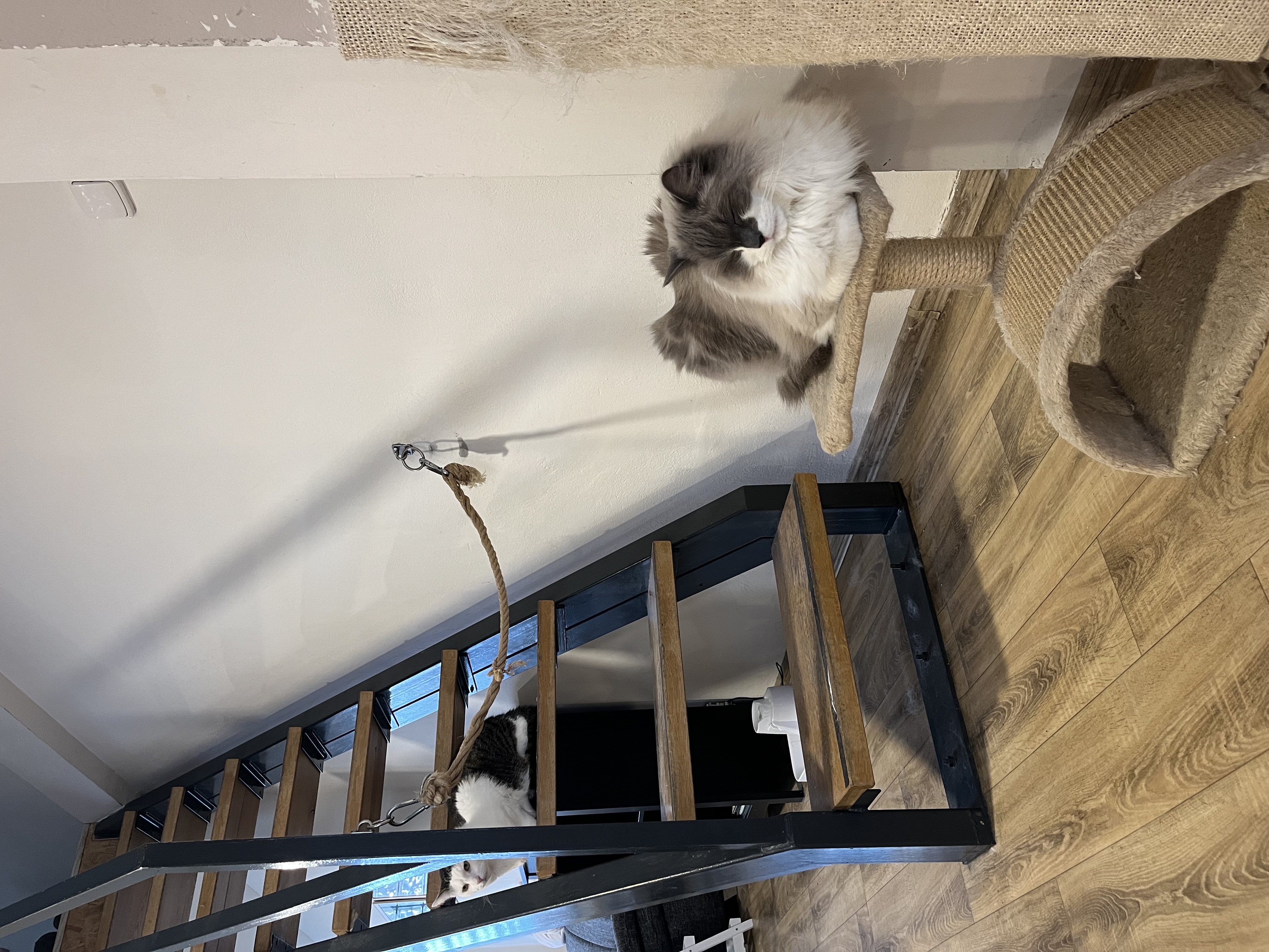 Catfé Kočičárna foto 1