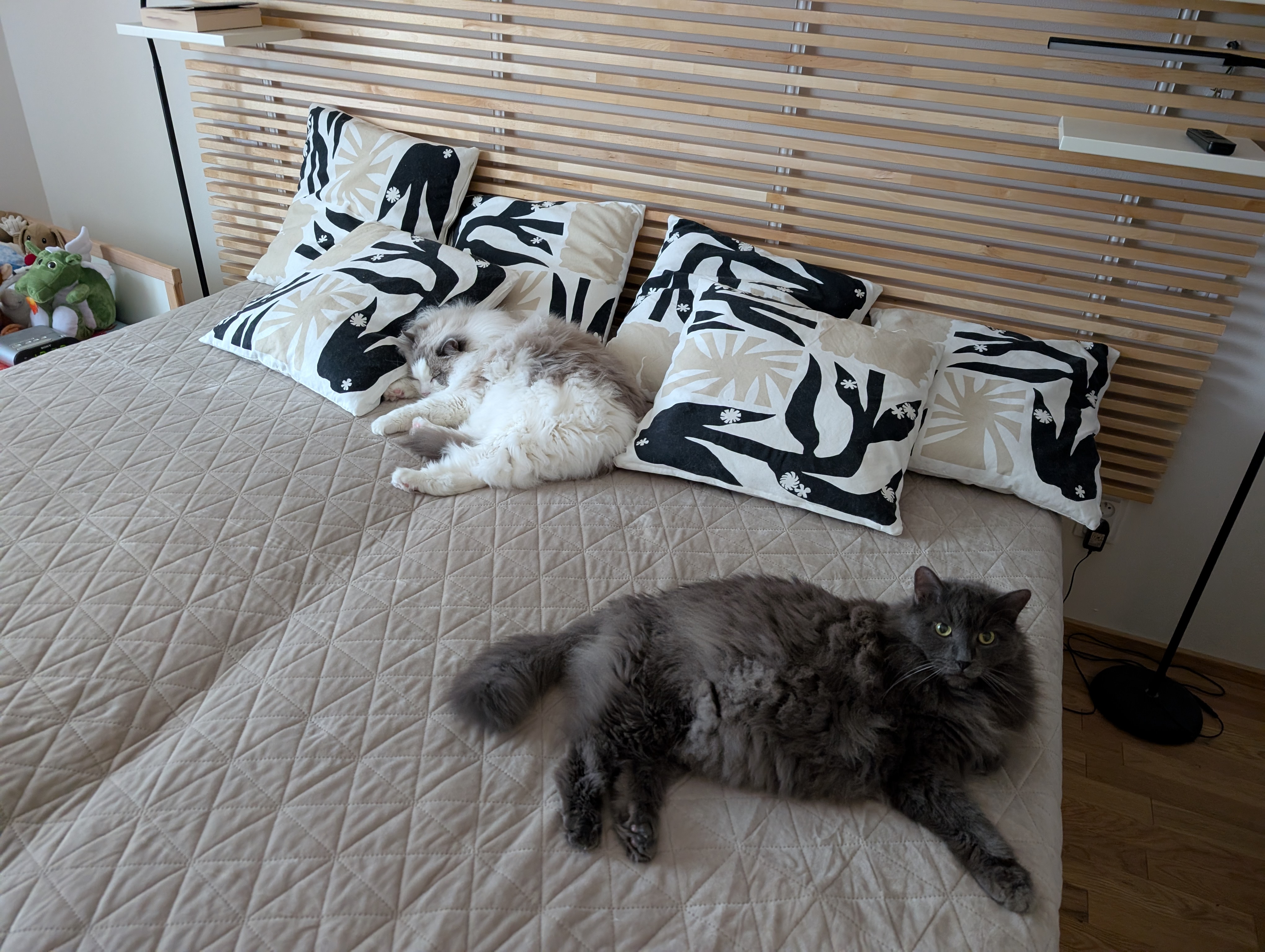Veterinární ordinace Orea - MVDr. Bc. Veronika Kolářová foto 1