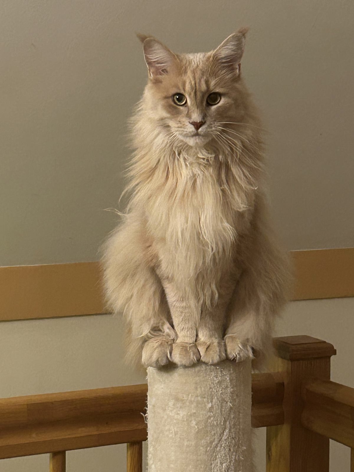 Veterinární klinika MyVet foto 4