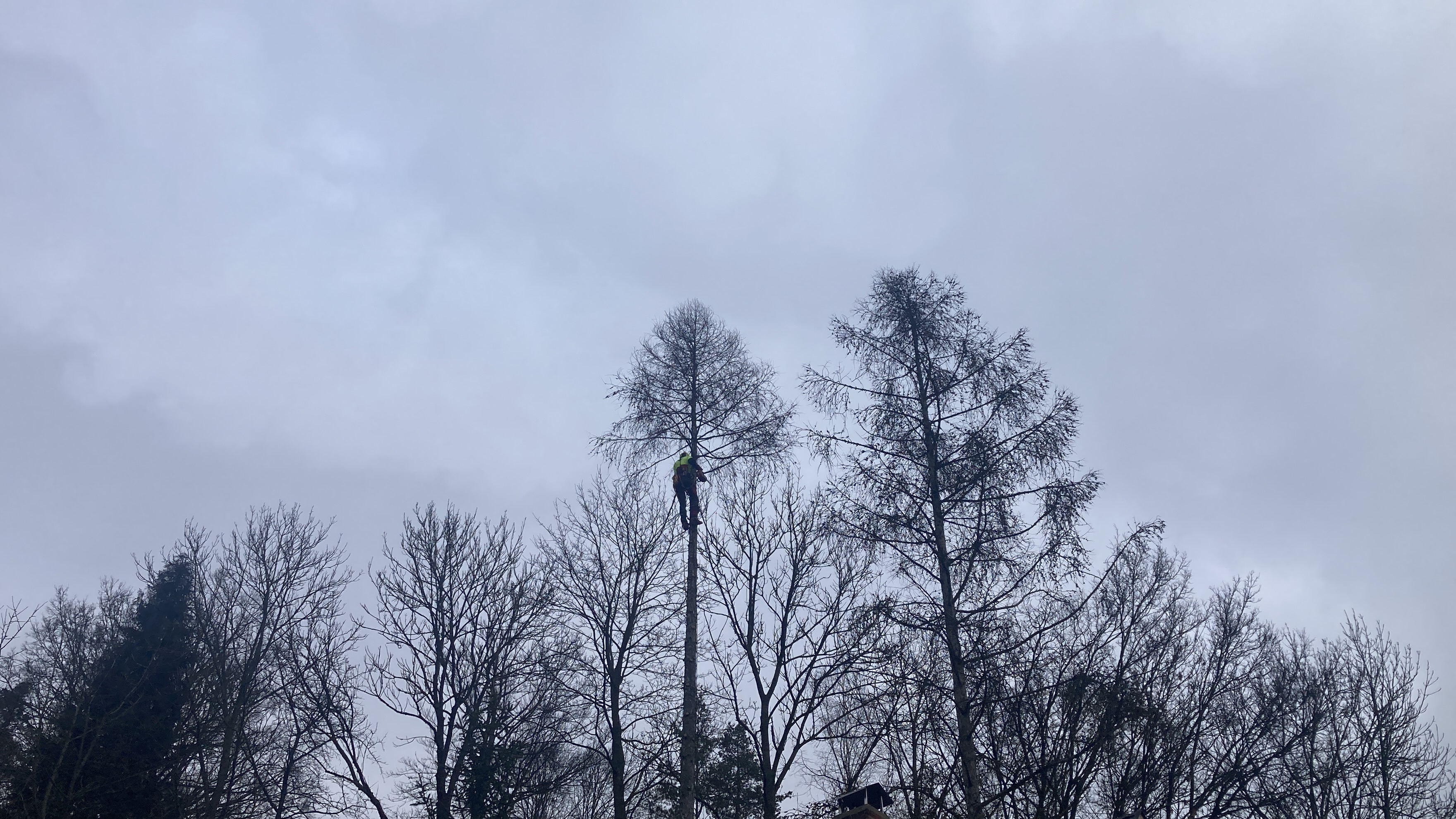 Lukáš Havelka - Rizikové kácení stromů foto 2
