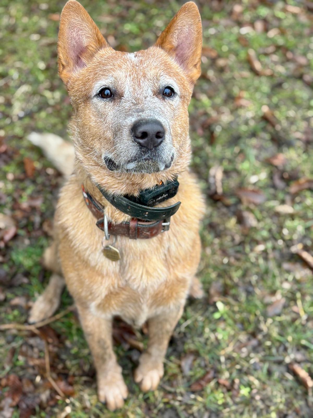 Psí školka a hotel U Piškota foto 3