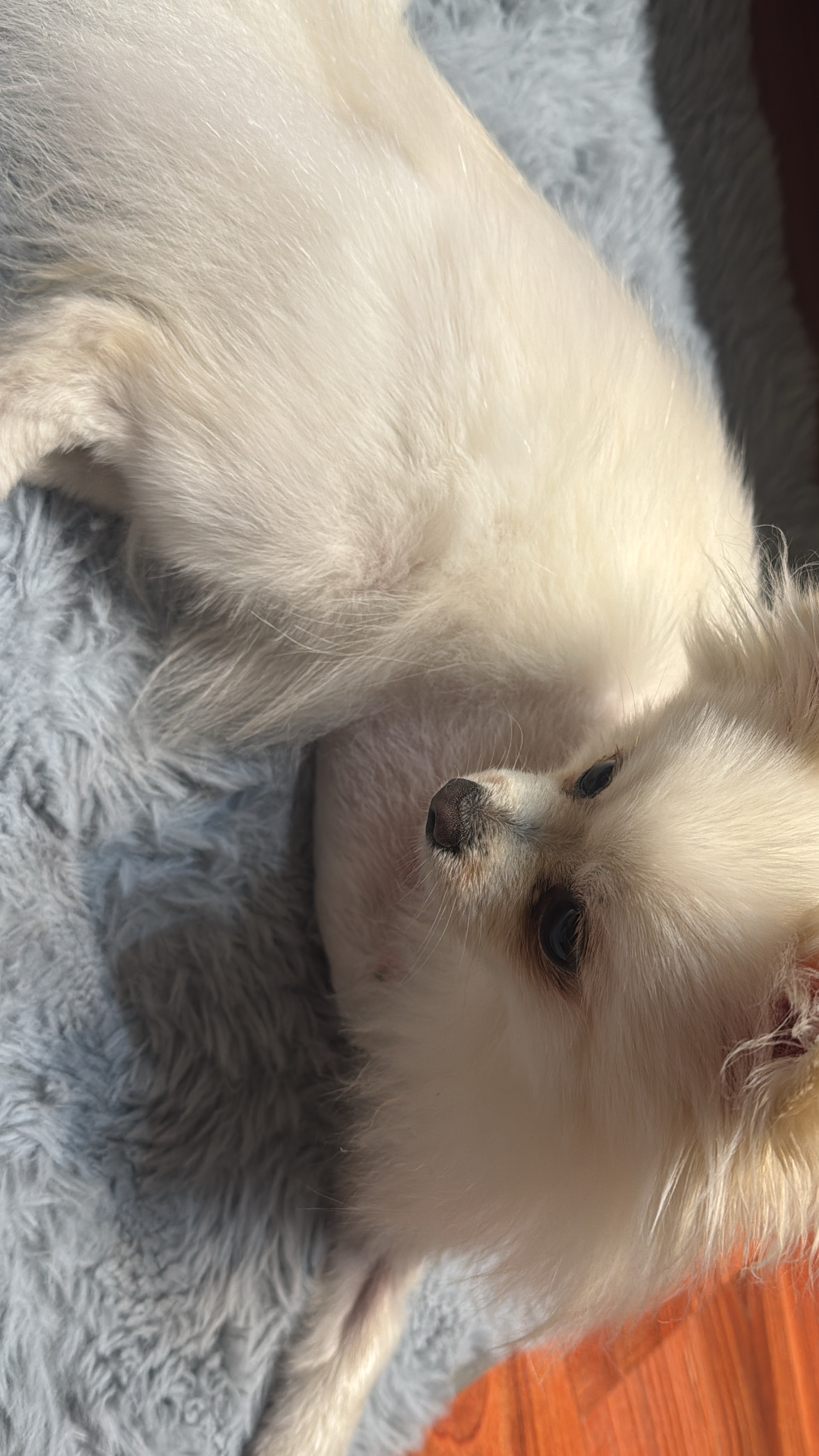 MVDr. Pavel Šebek - Veterina Turnov foto 5