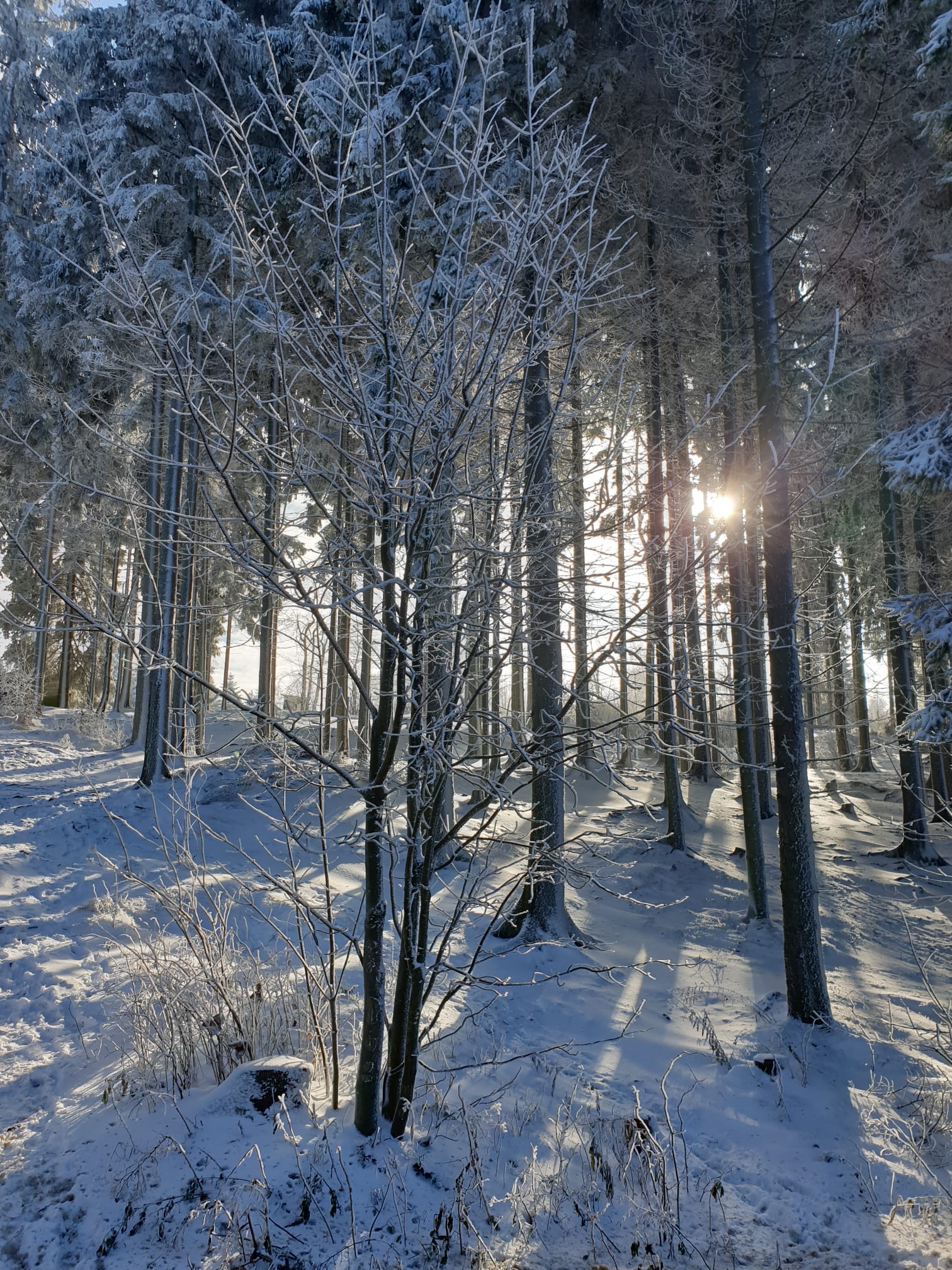 Lesní klub Muhu foto 4