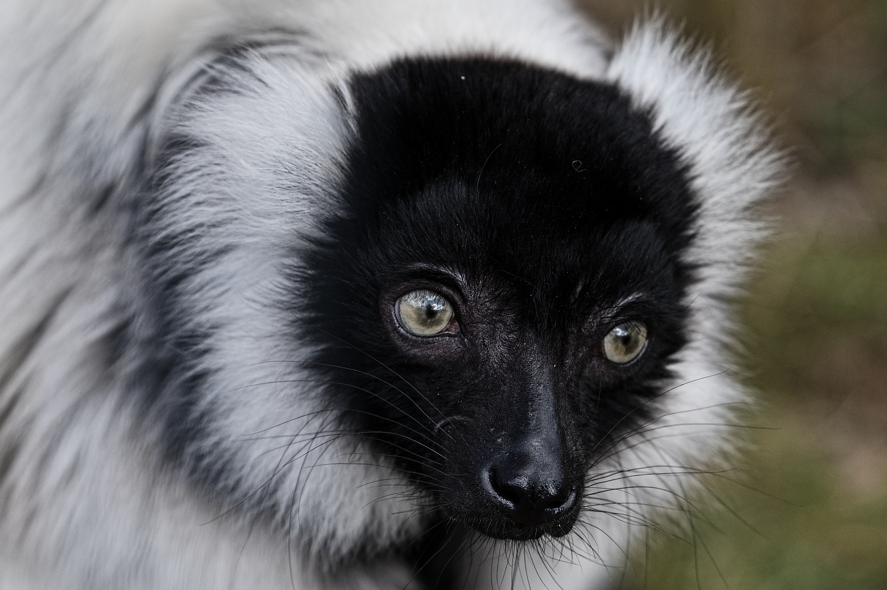 Zoologická zahrada Na Hrádečku foto 6