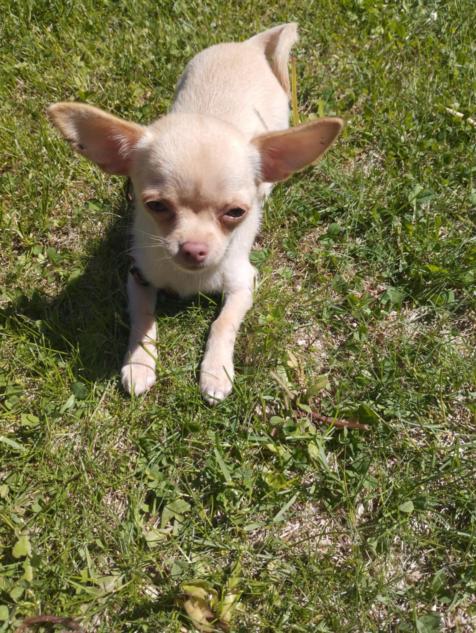 VETERINÁRNÍ OŠETŘOVNA MVDr. Klára Pospíšilová foto 3