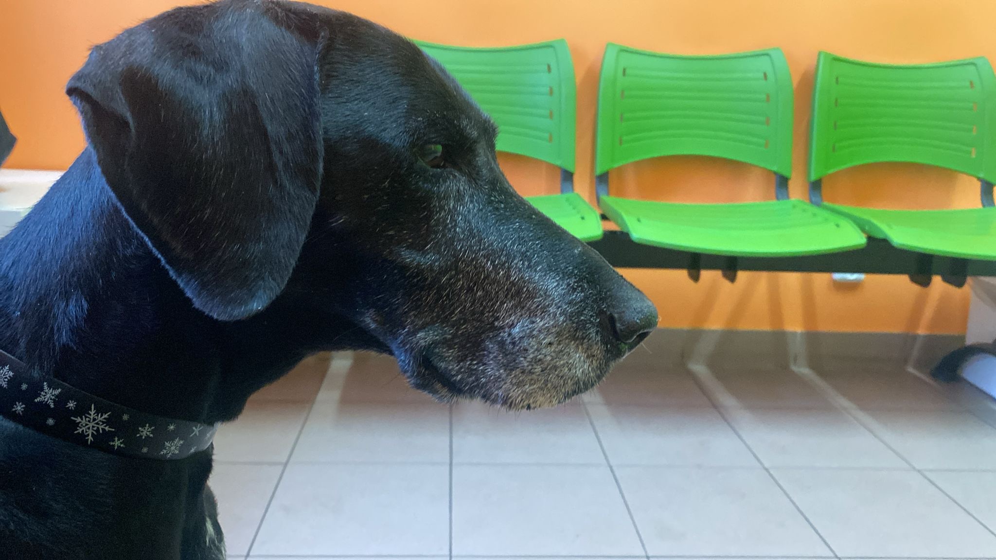 CaniVet - veterinární klinika Černošice foto 5