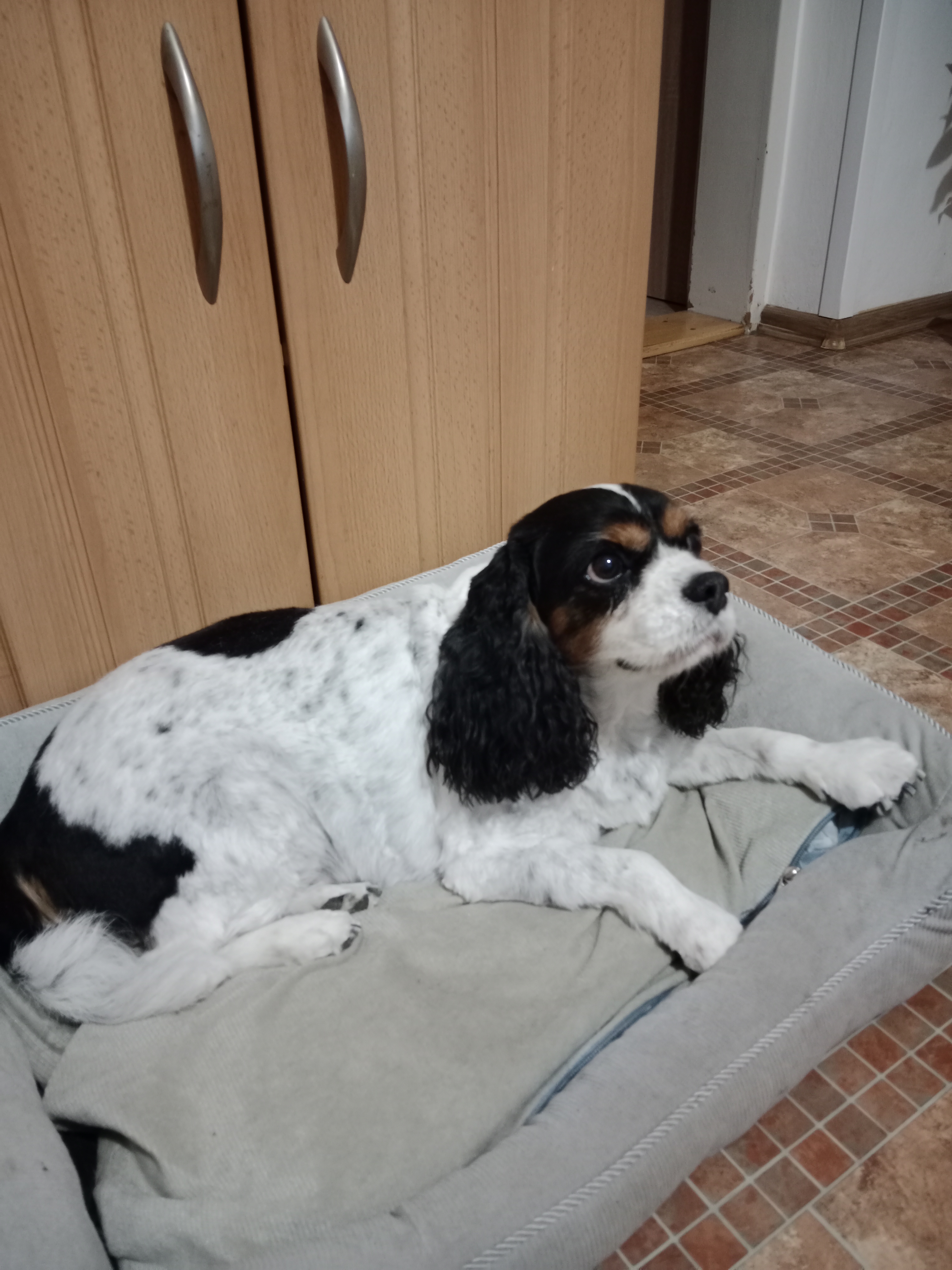 Salon pro psy MAJA foto 4