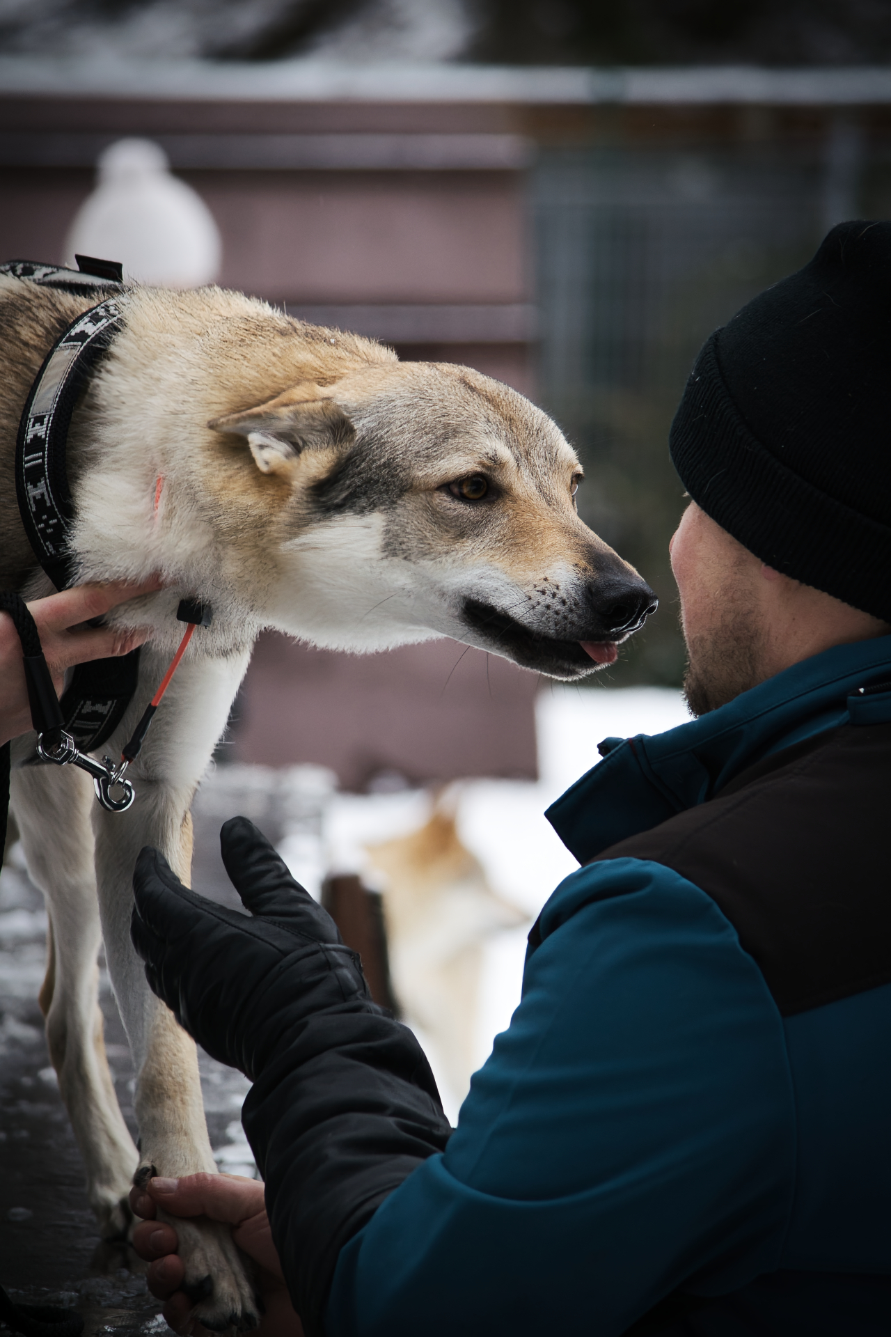 V.R.K. Adamov škola a hotel pro psy foto 2