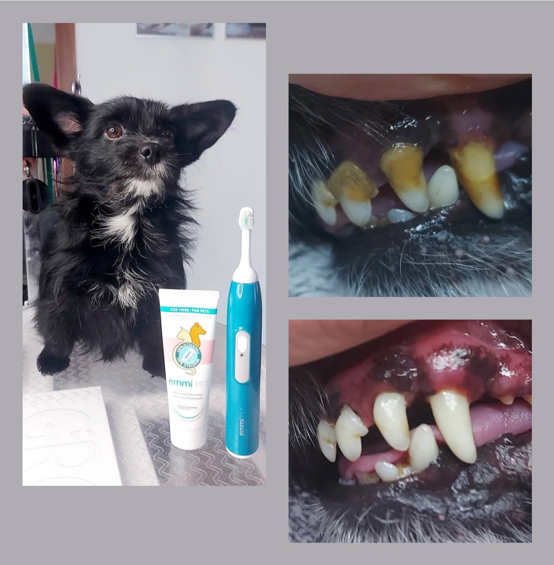 Psí salon na Svatém Kopečku foto 3