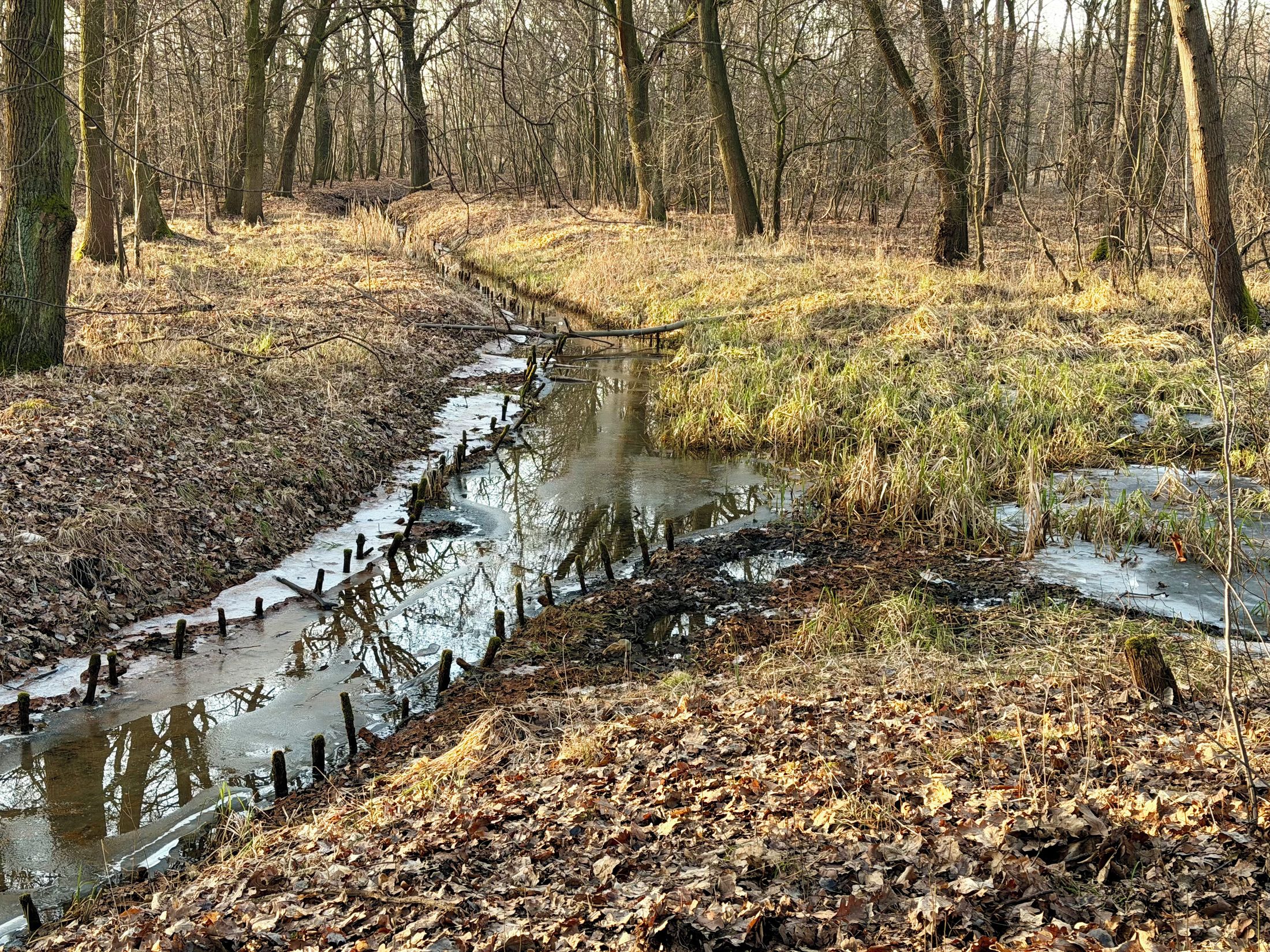 Rogożówka Wrocław