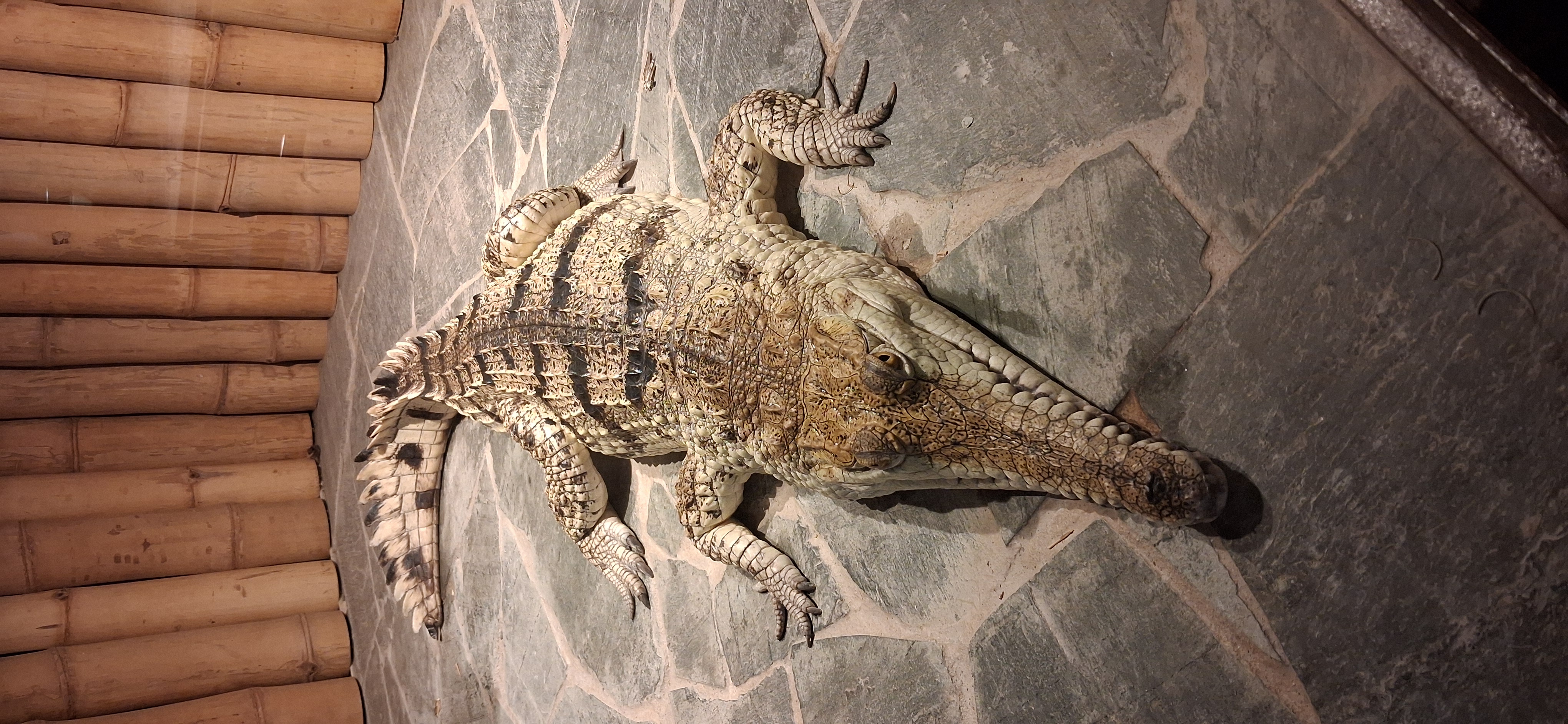 Krokodýlí a želví ZOO Praha foto 4
