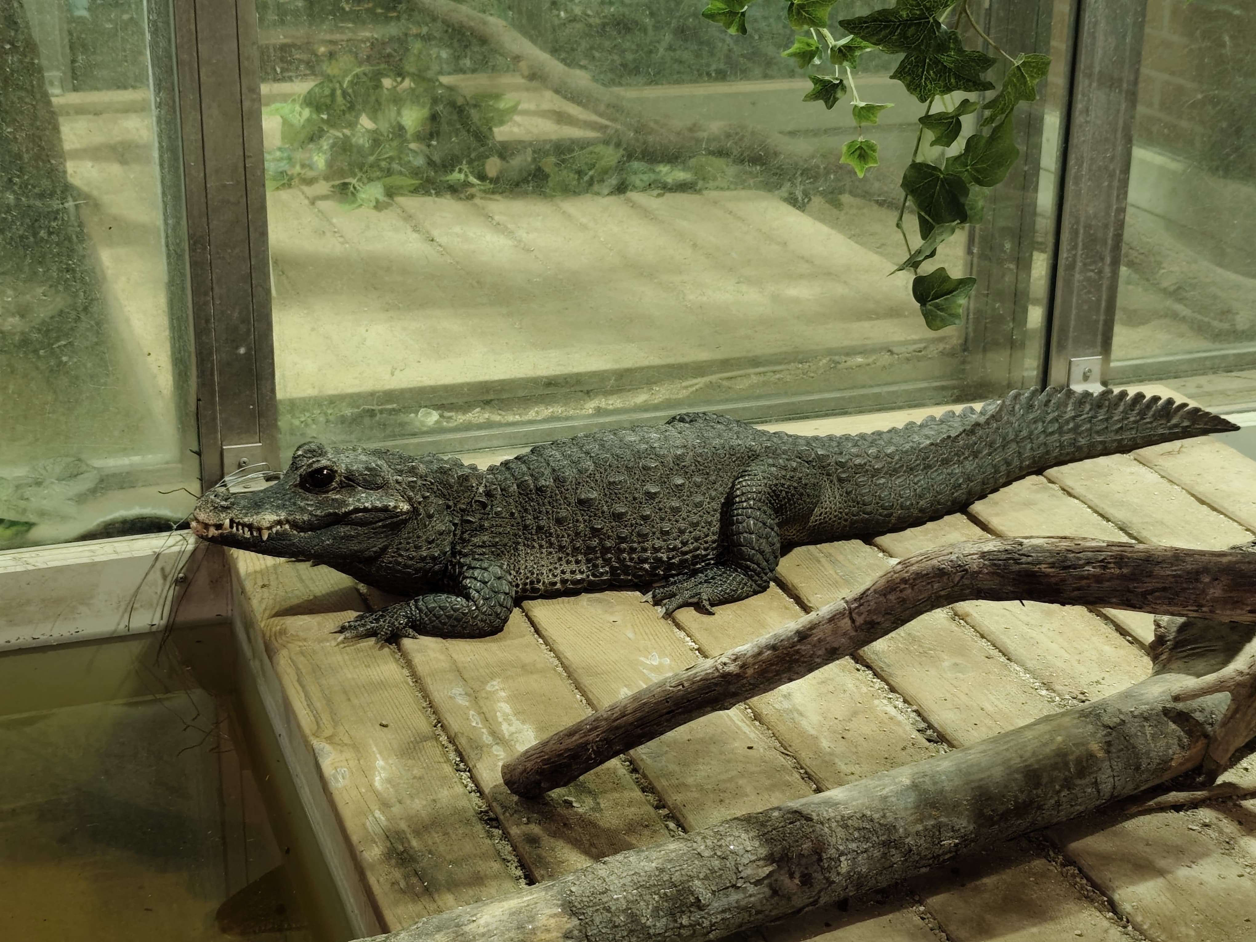 Krokodýlí ZOO Protivín foto 4