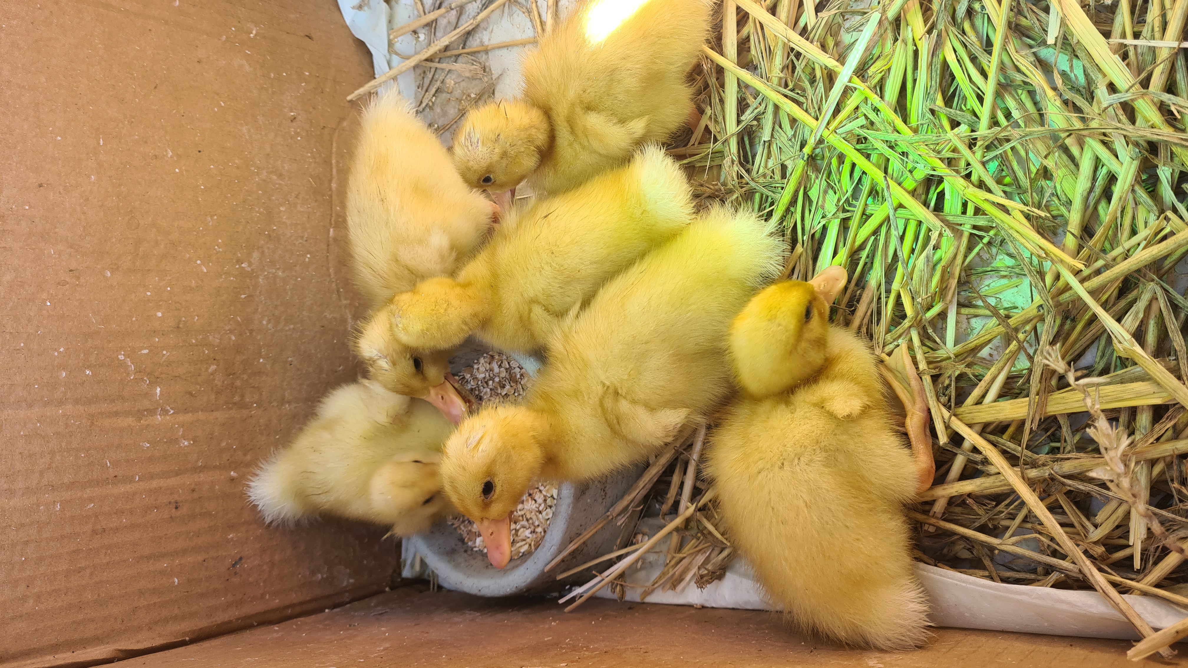 Farma Marvanovi foto 6