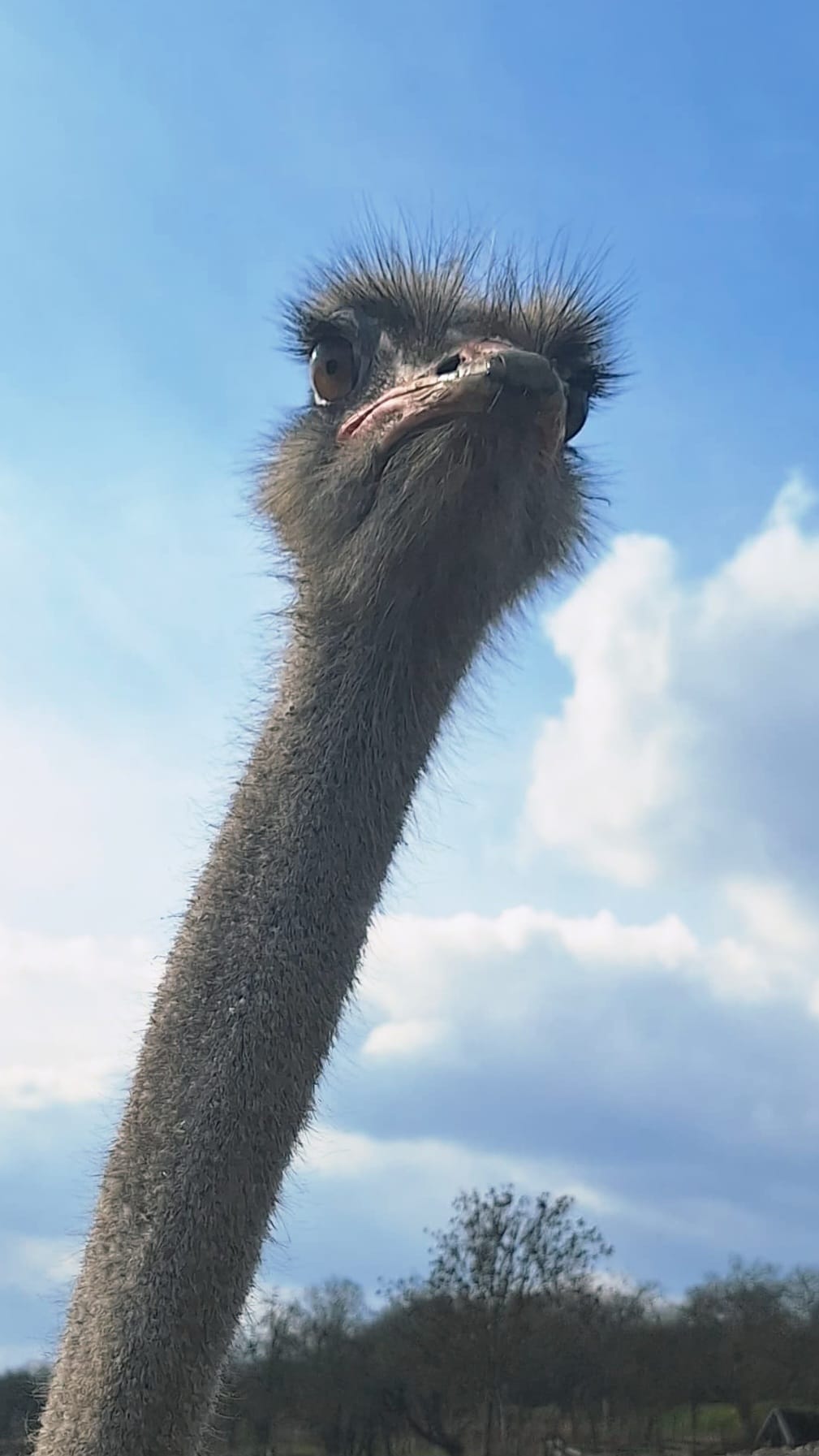 Lukáš Krejný – Pštrosí farma foto 2