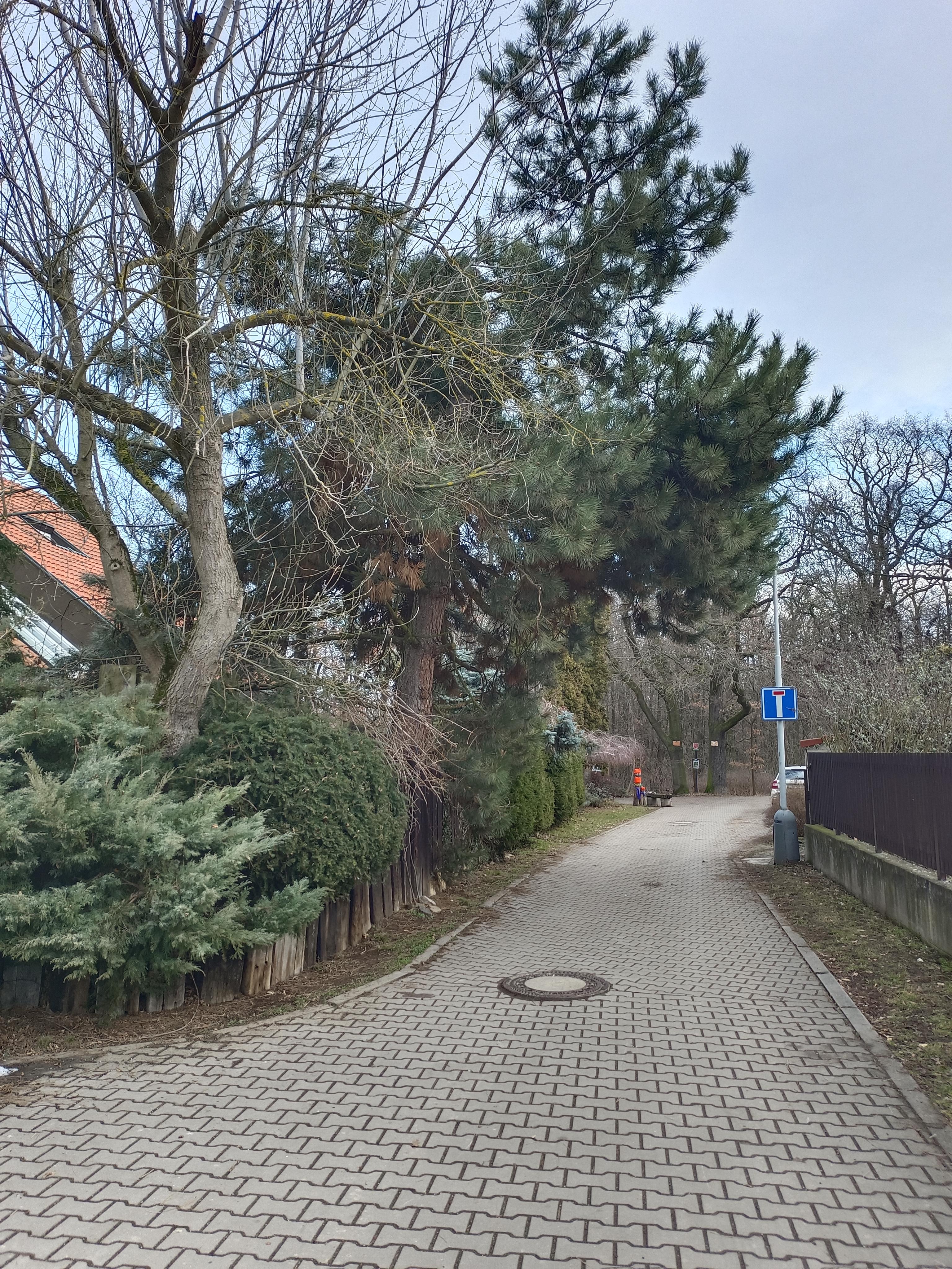 Kácení stromů Praha foto 2