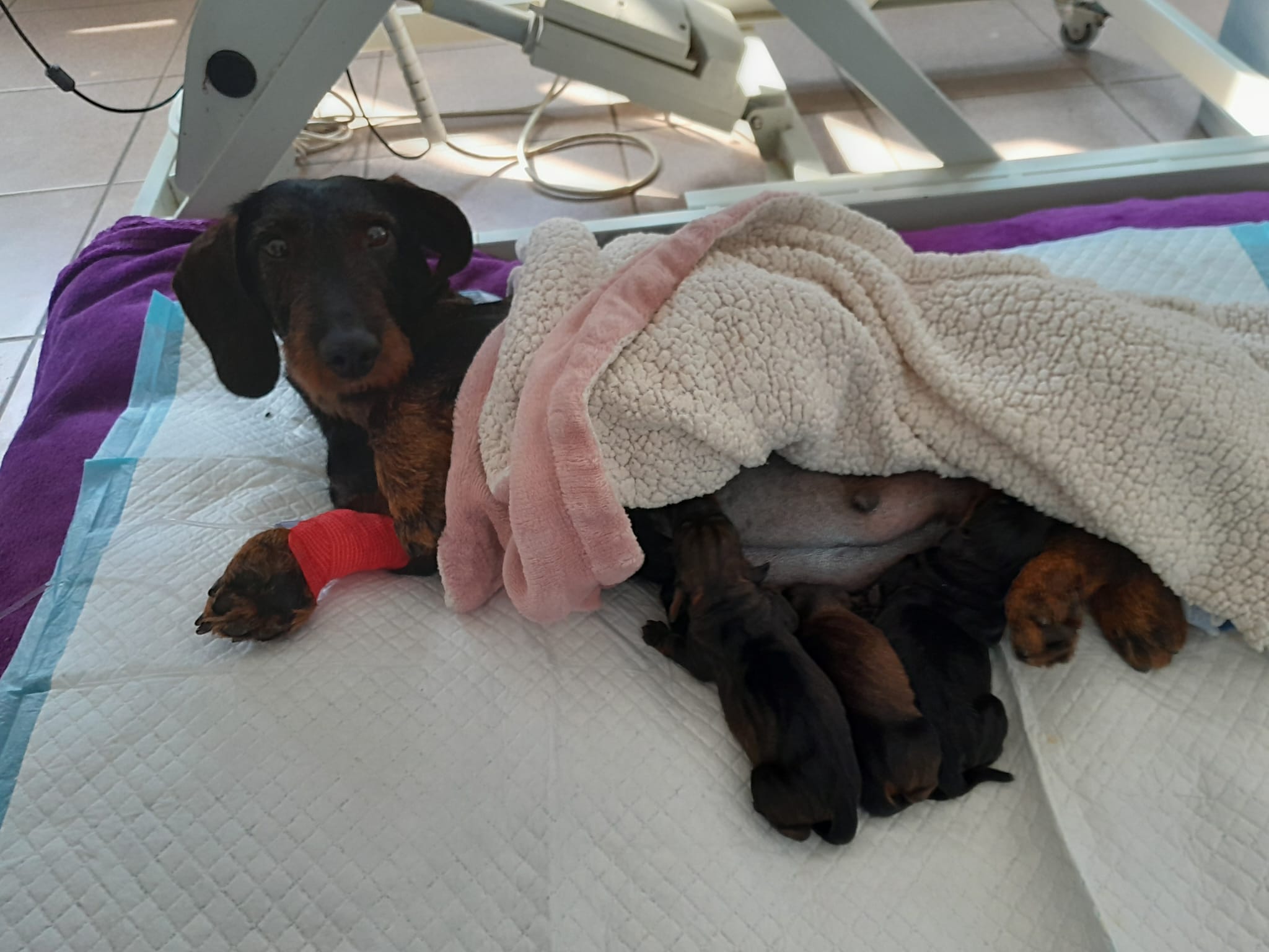 Veterinární klinika VYVET s.r.o. foto 6