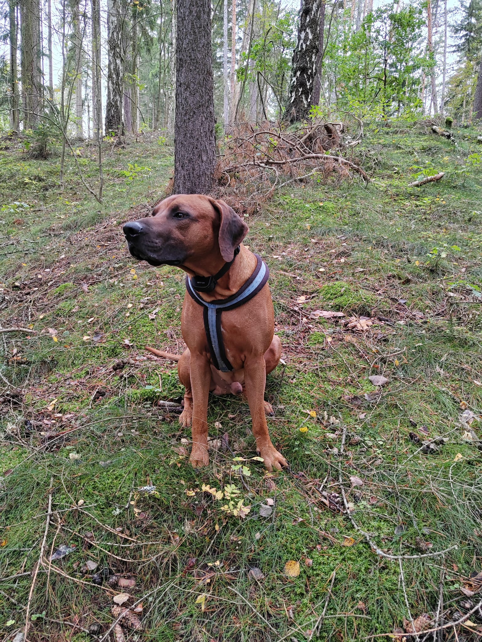 Veterina Po Ruce - MVDr. Zuzana Cihlářová foto 2