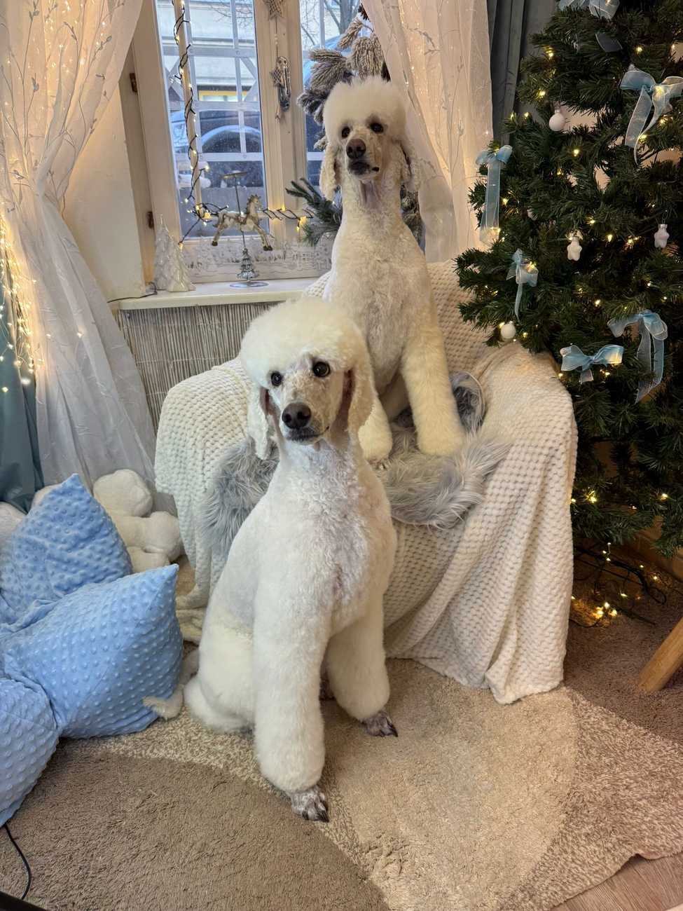 Psí salon Karamelka foto 2