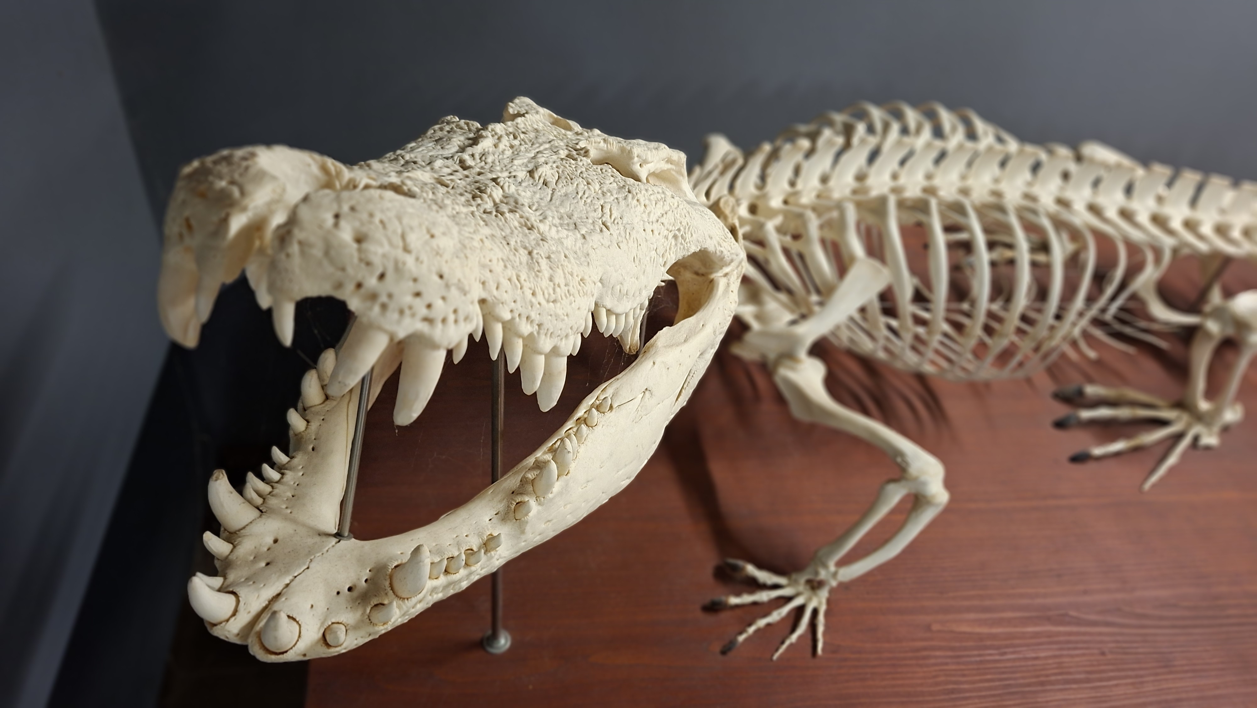 Zoologické muzeum foto 2