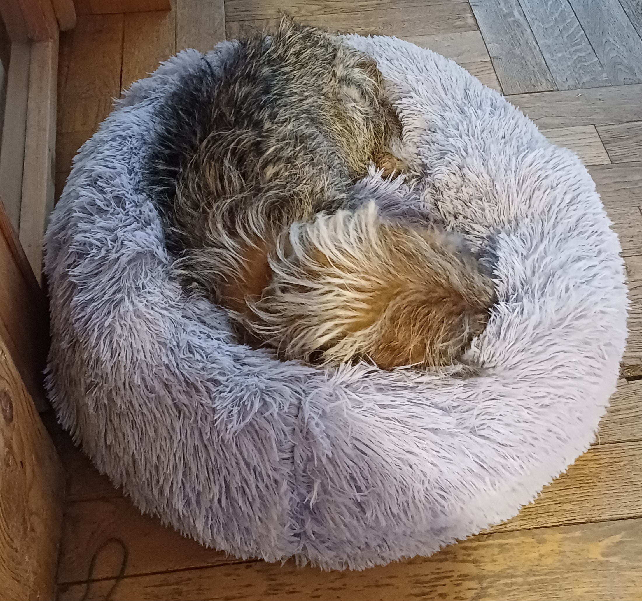 Veterinární ordinace MVDr. Jiří Šole foto 1