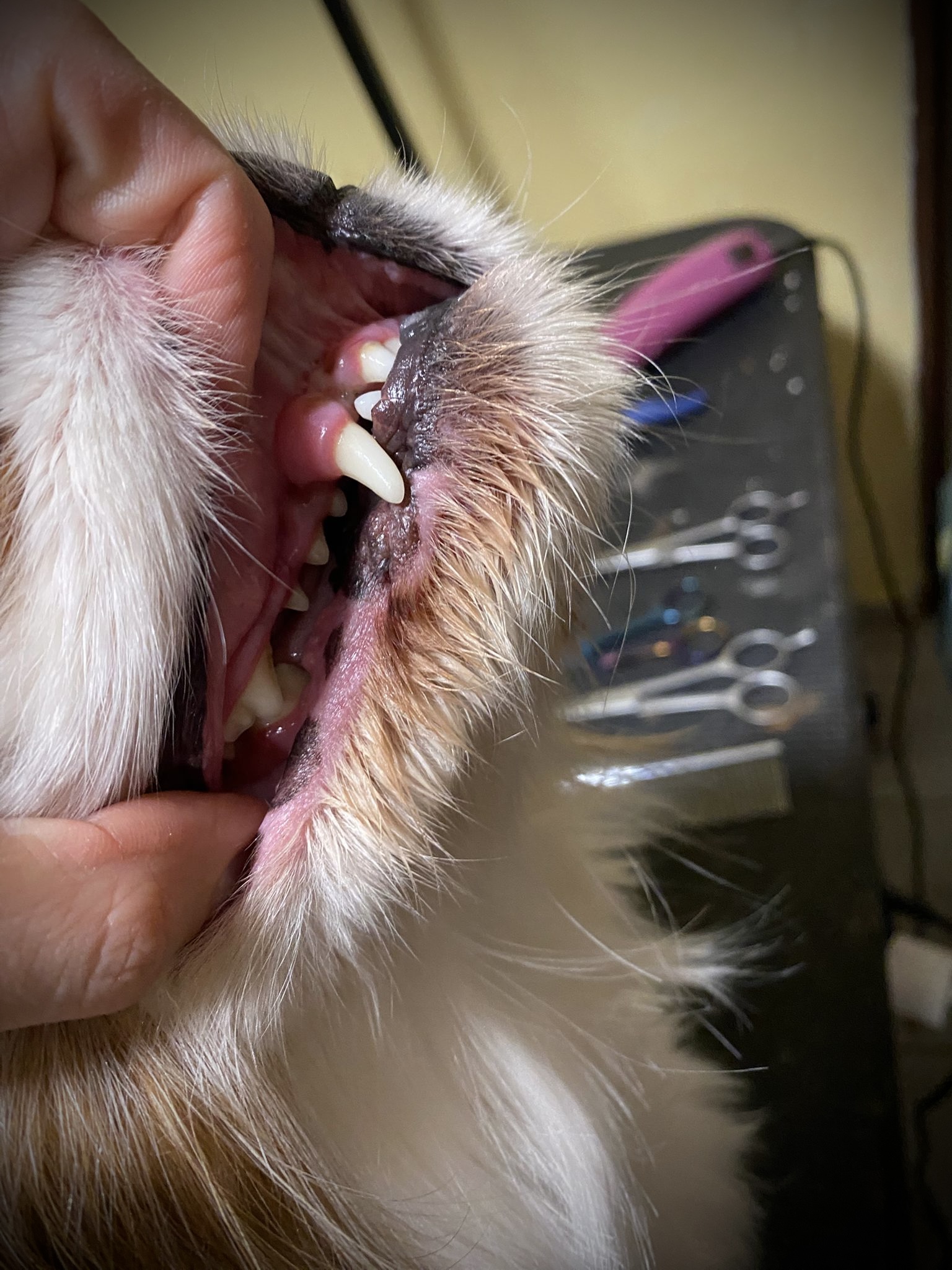 Psí Salon Morgen foto 6