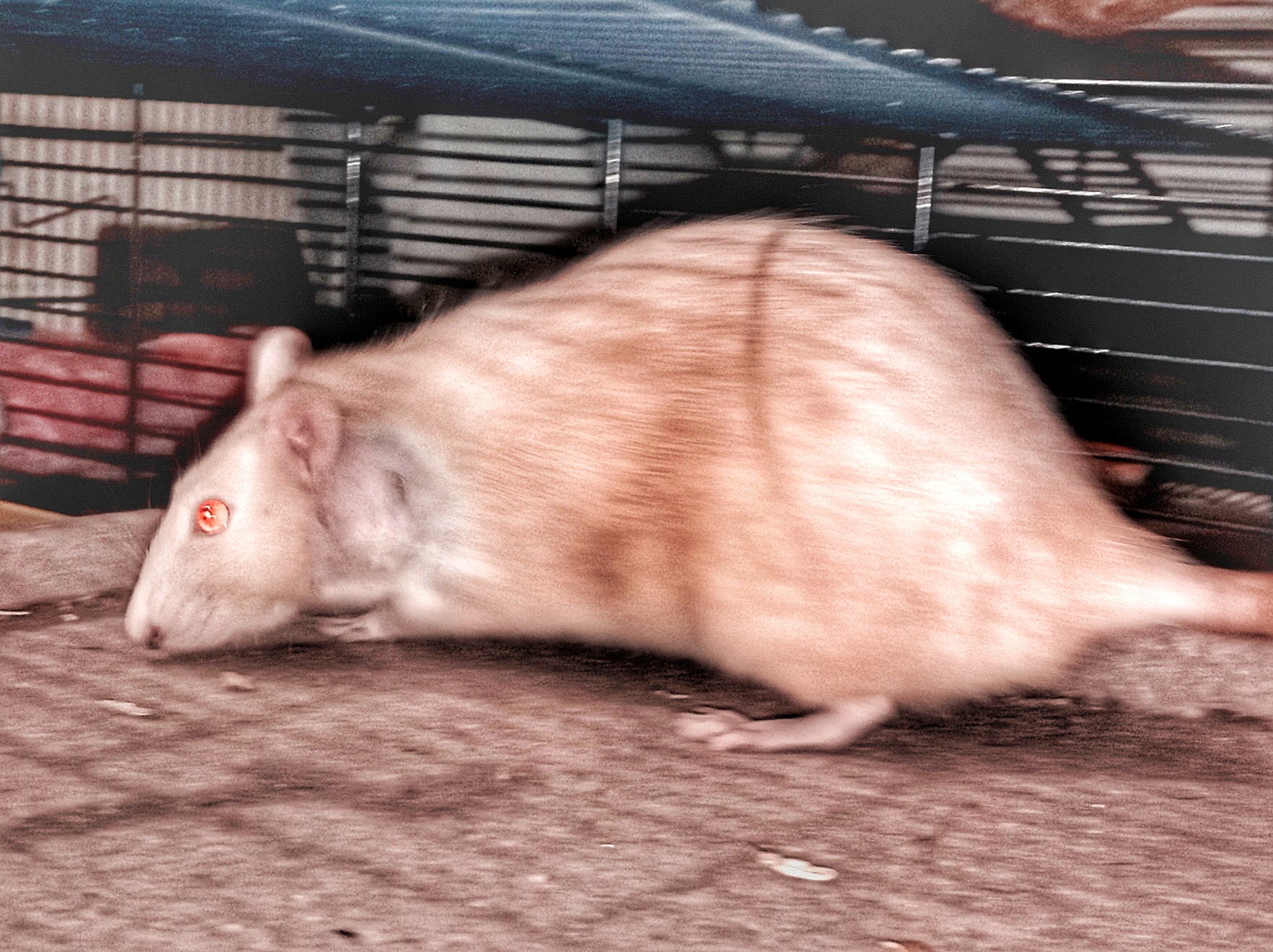 MVDr. Renata Poživilová foto 4