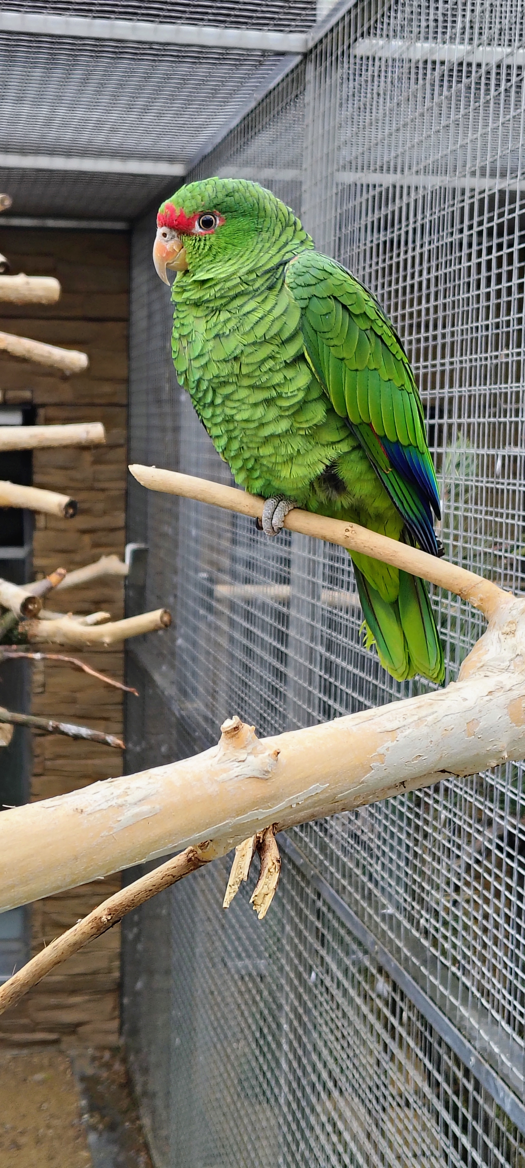 Papoušcí zoologická zahrada foto 6
