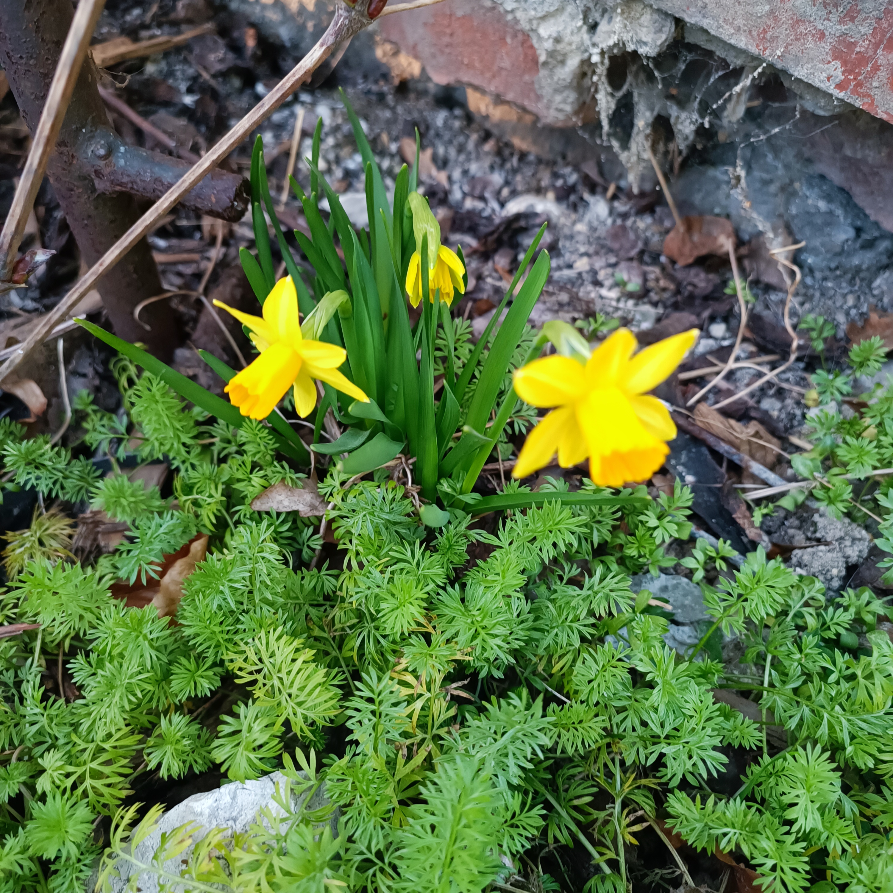 MUDr. Eduard Siuda foto 2