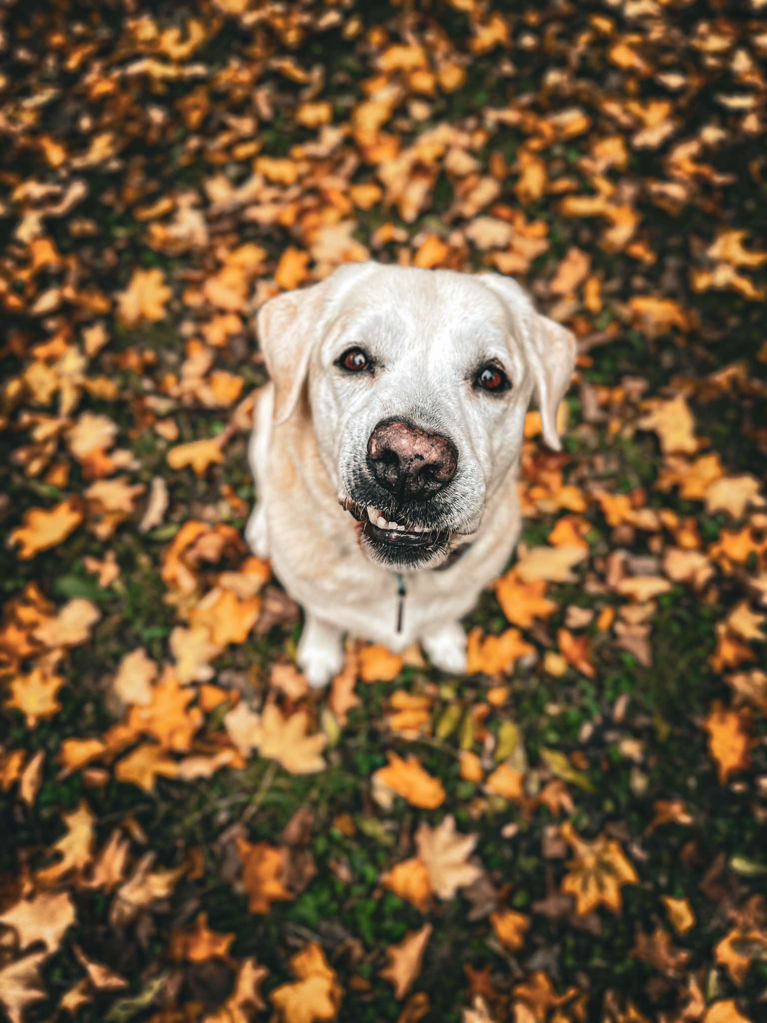 Veterinární ordinace MaScHEER foto 2