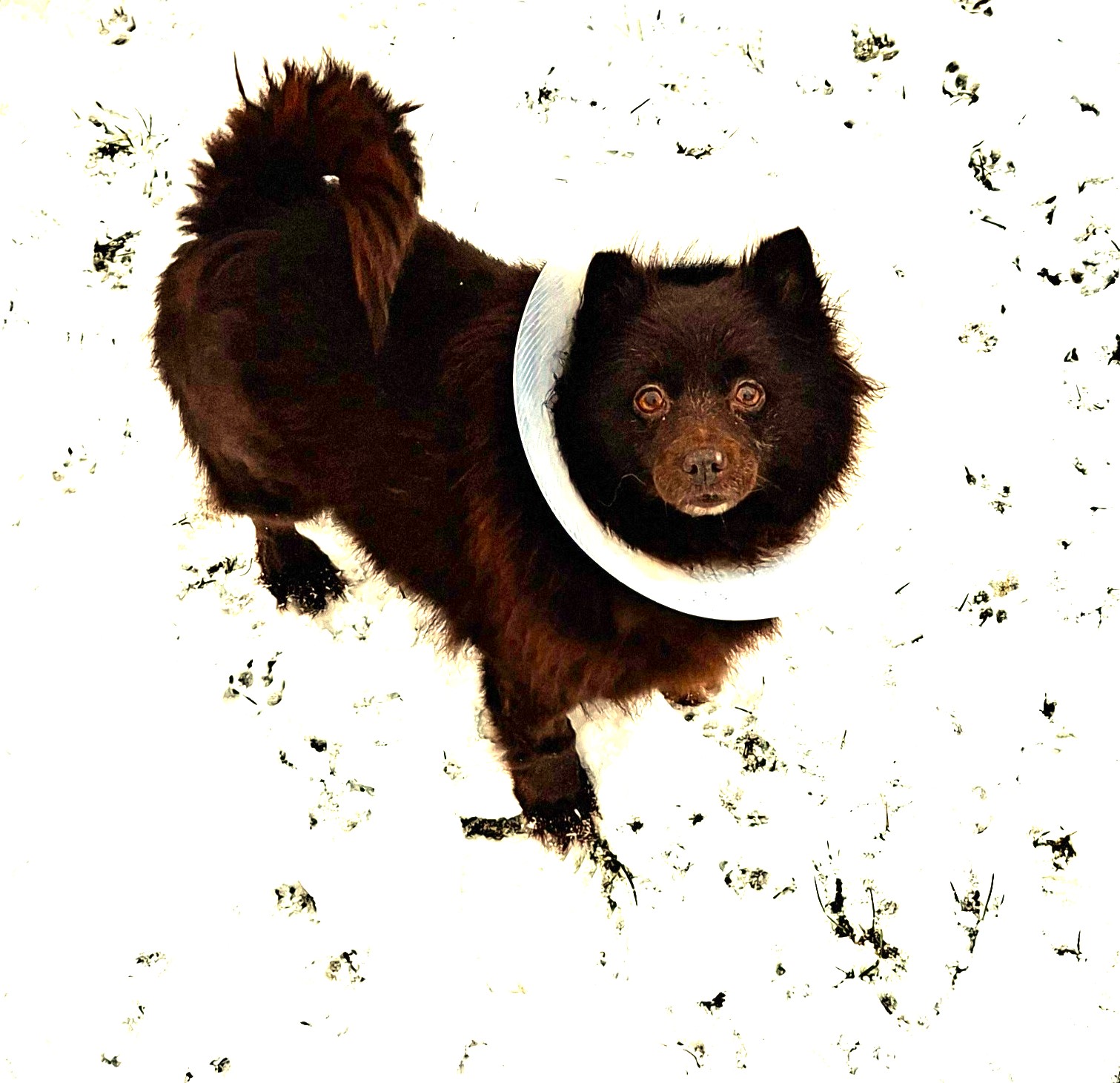 Veterinární klinika Jesenice foto 2