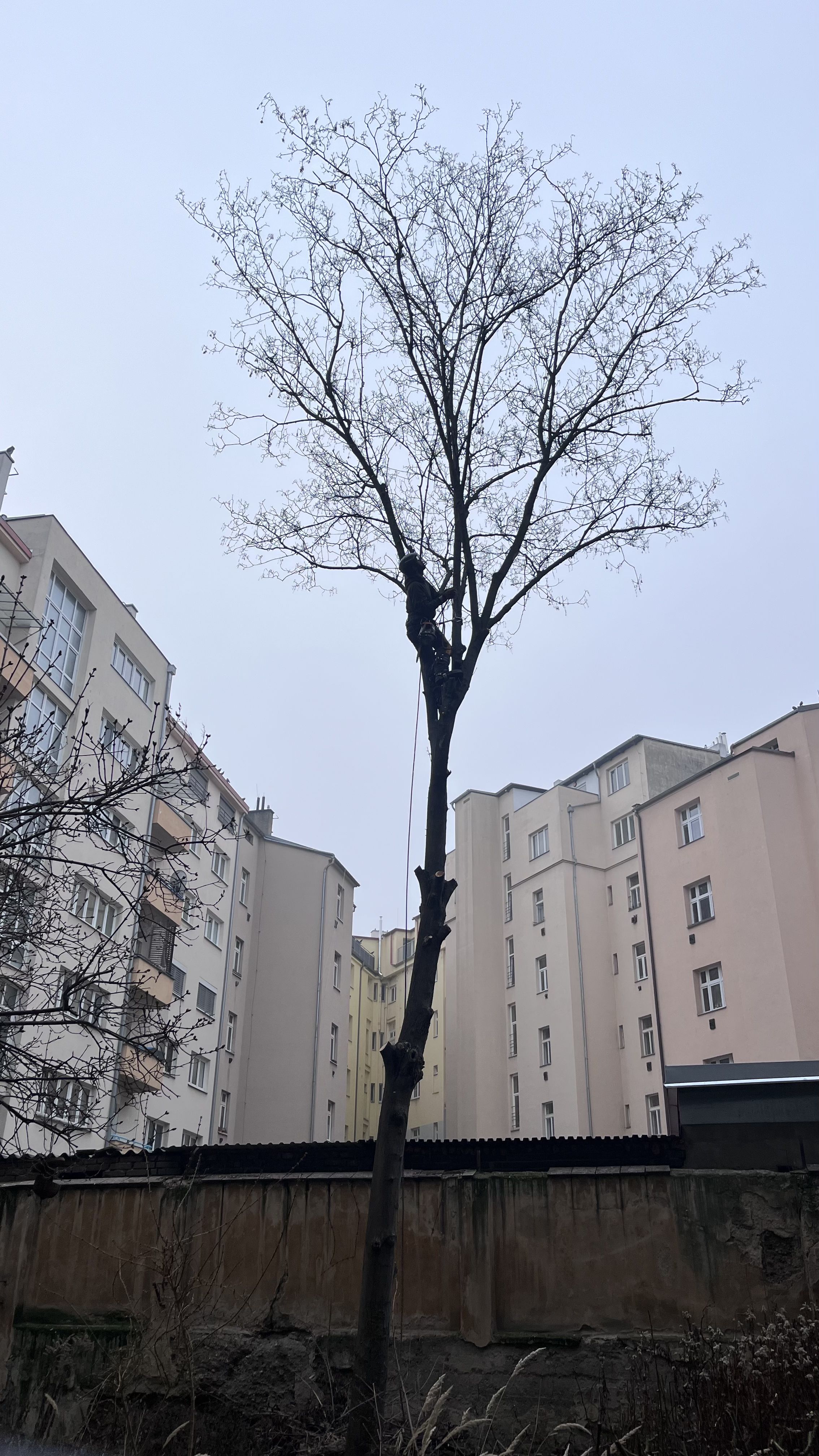 Filip Jarušek - Rizikové kácení foto 5