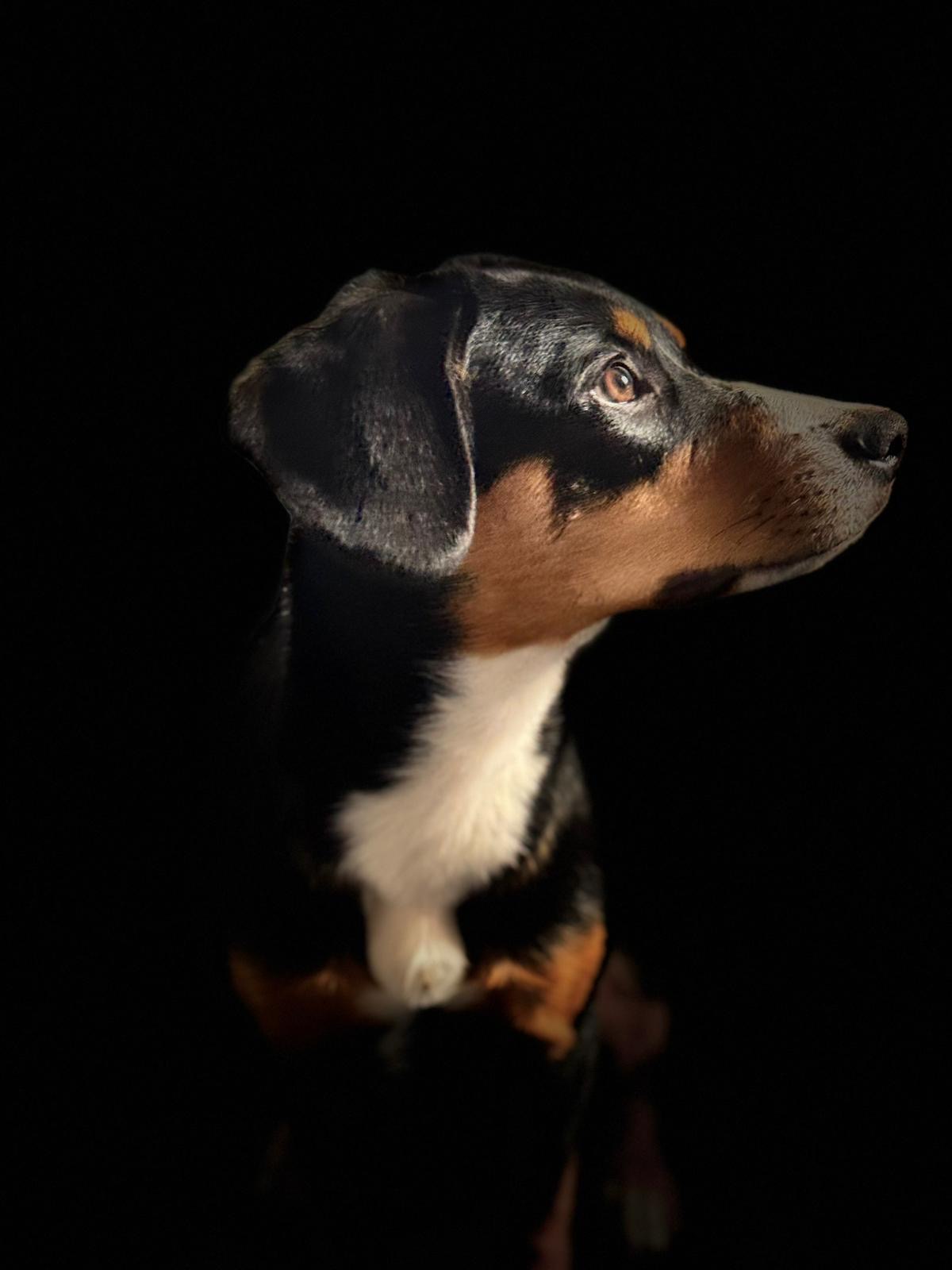 PetExpert foto 1