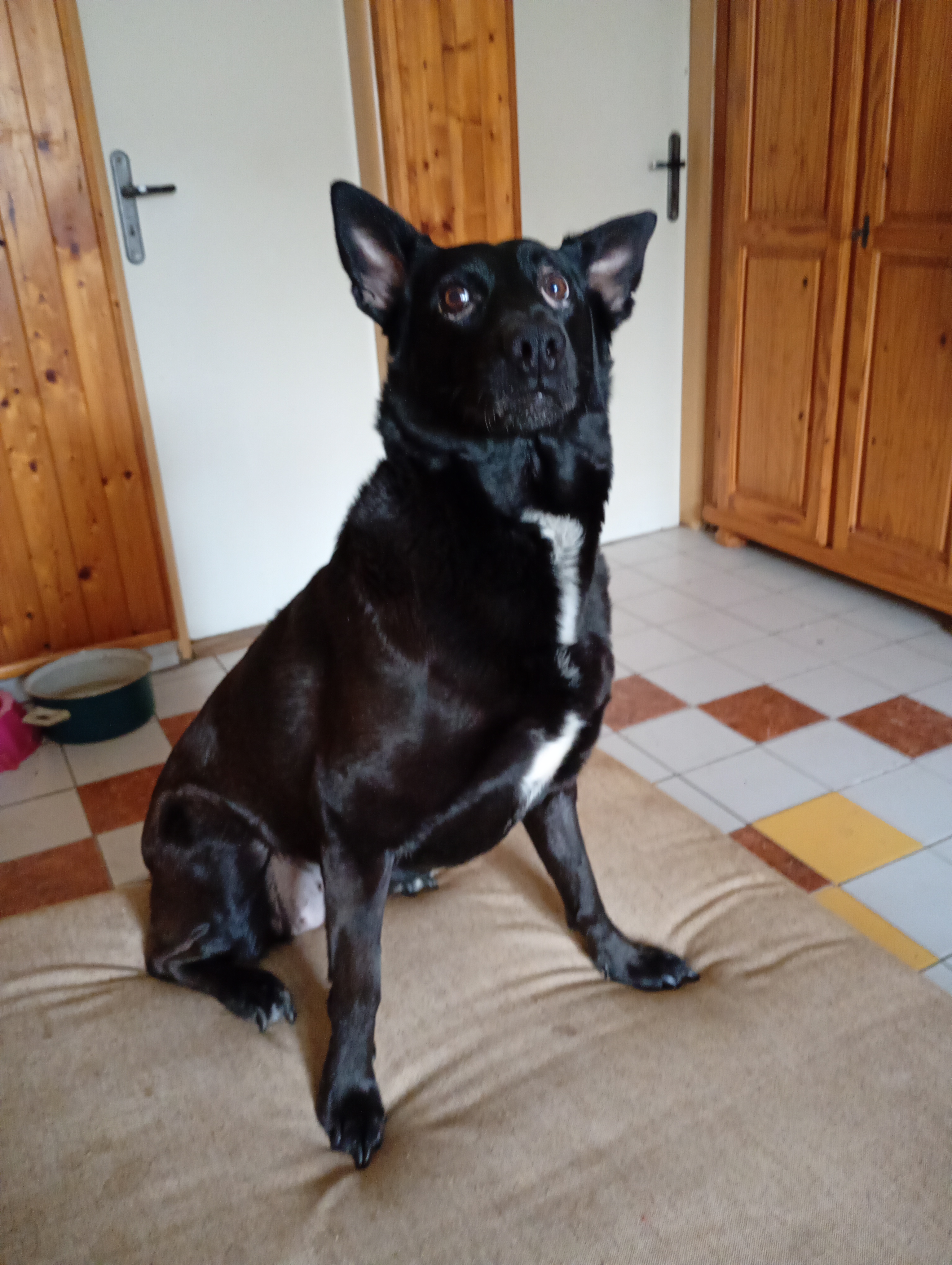 Veterinární ordinace MVDr. Monika Klimplová foto 4