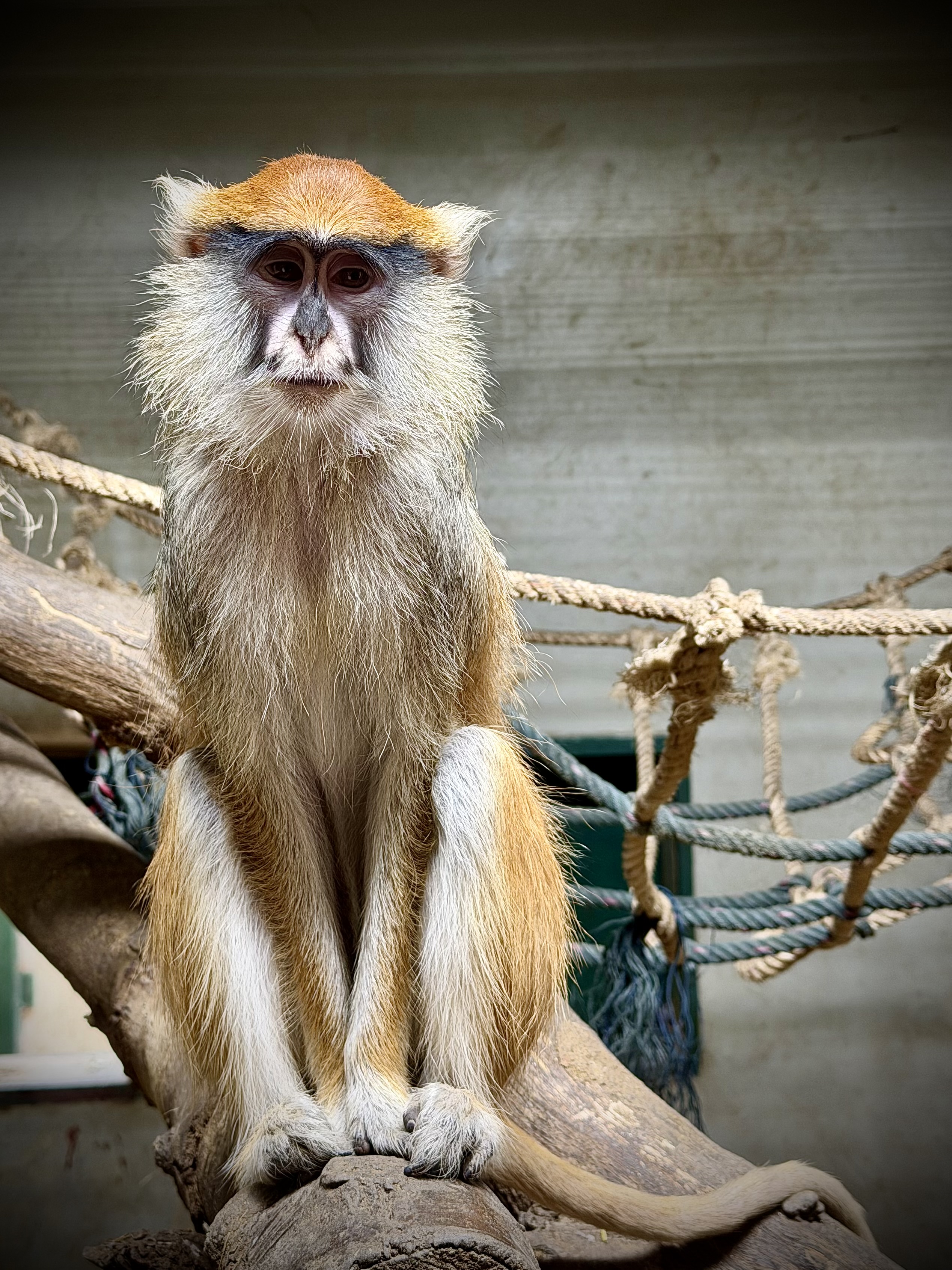 Jihočeská zoologická zahrada Hluboká nad Vltavou foto 4