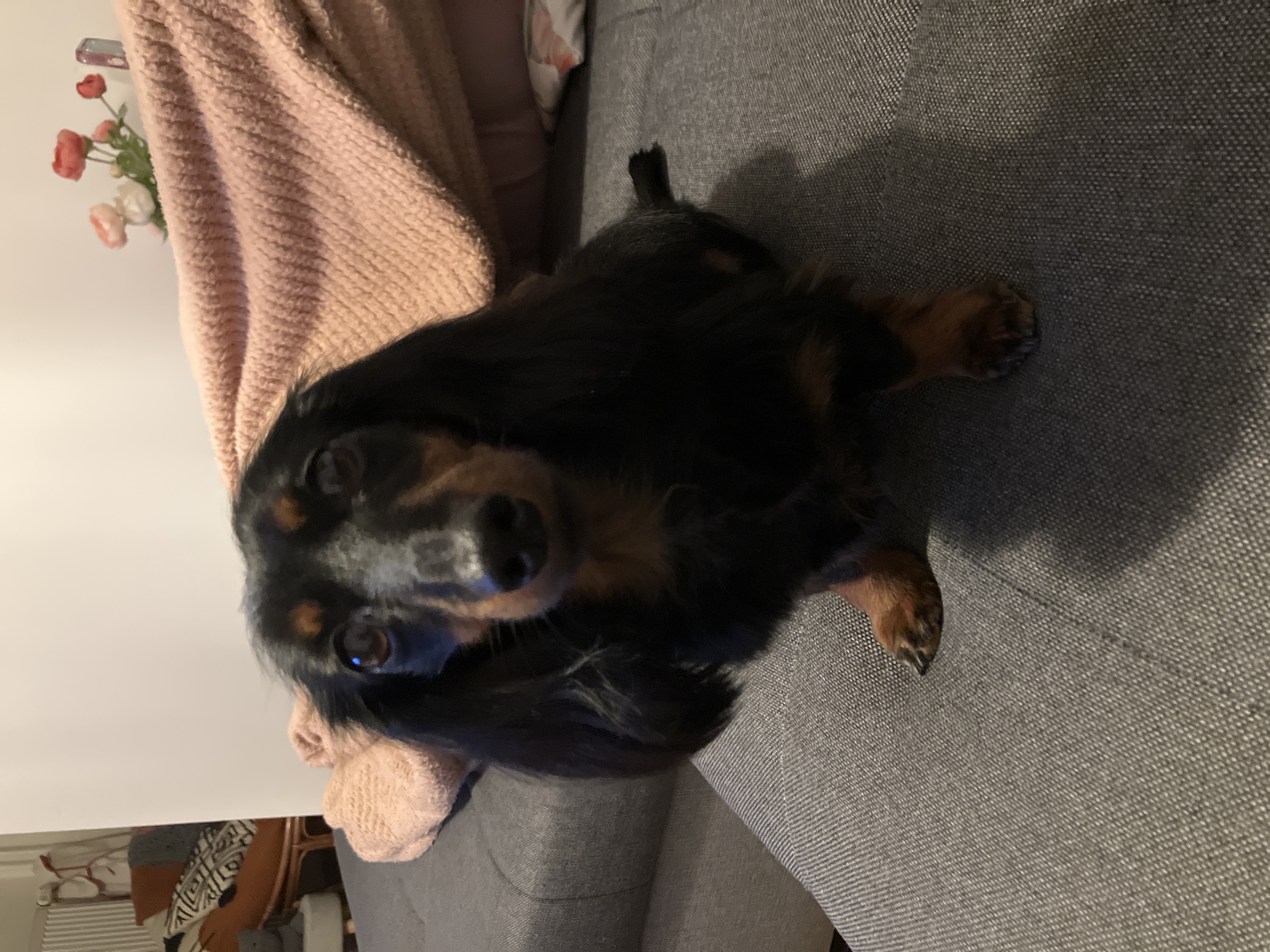 Freyak psí salon foto 2